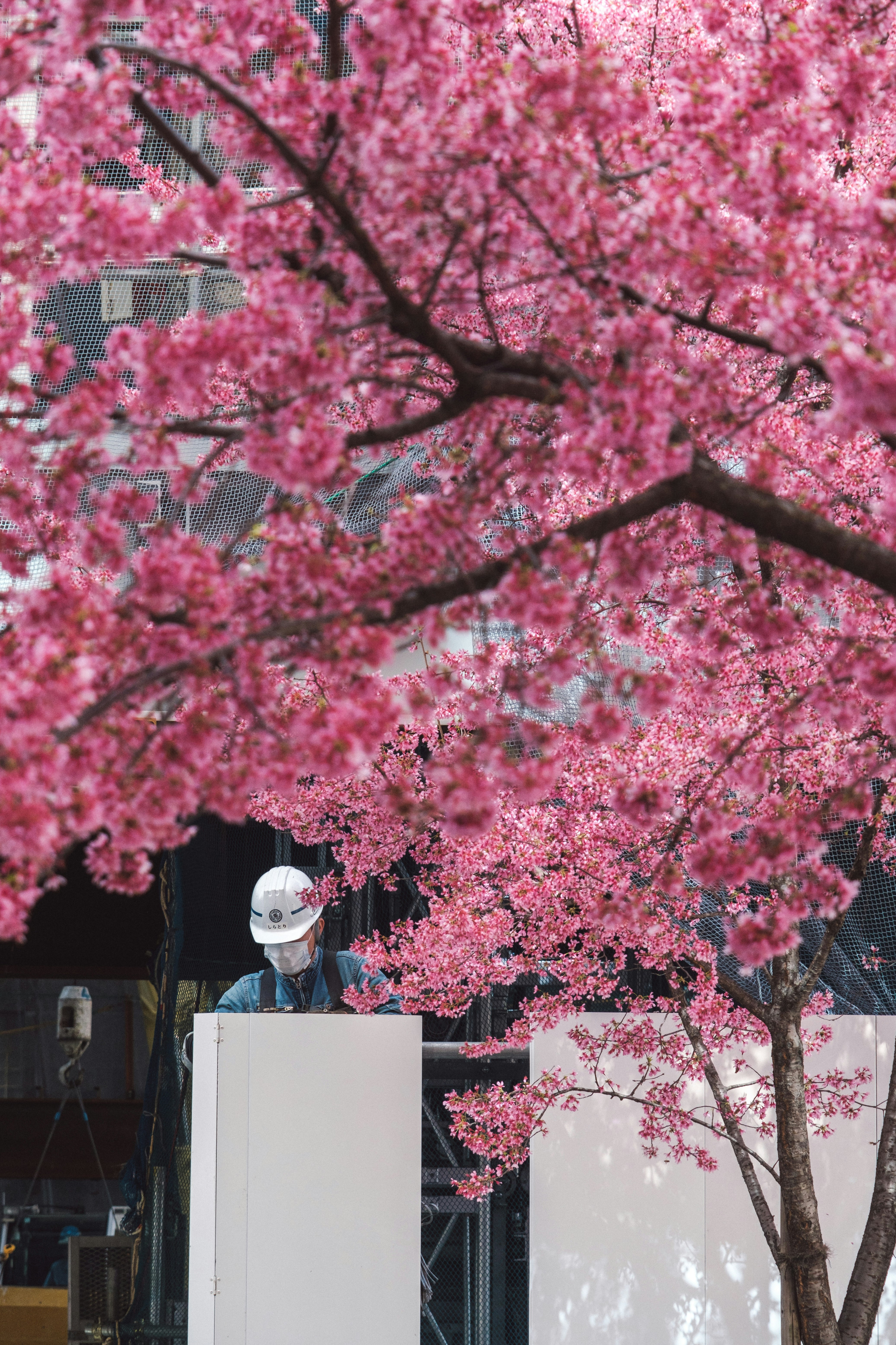 桜の花が咲く街路の枝と看板のある風景