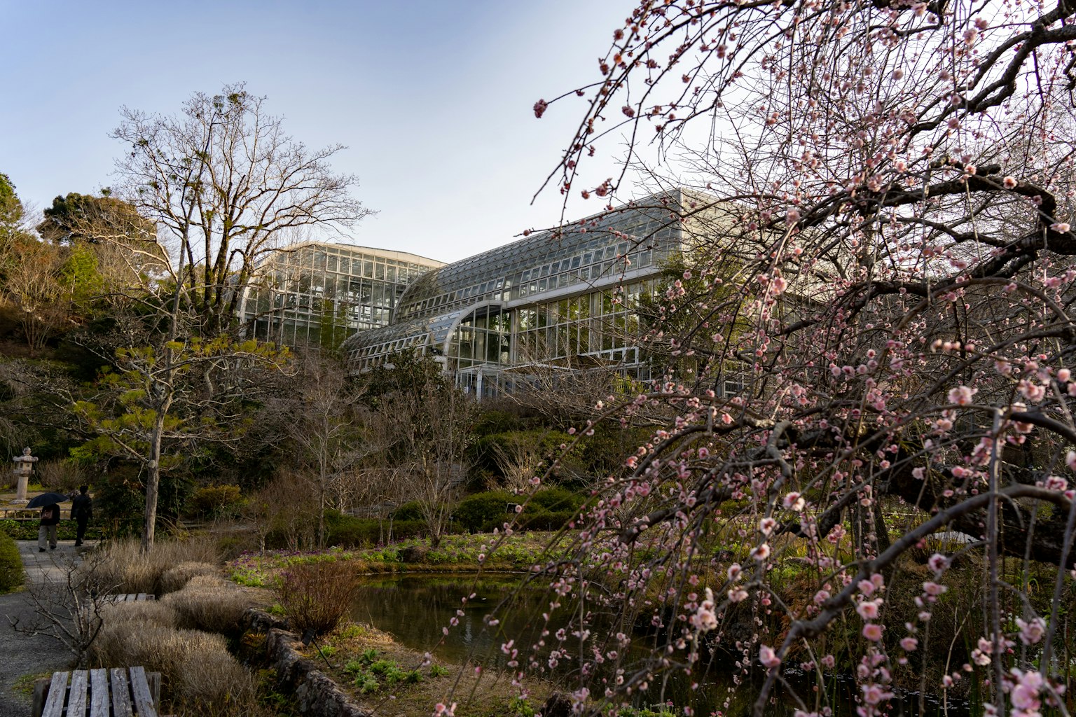 Bangunan modern di taman dengan bunga sakura