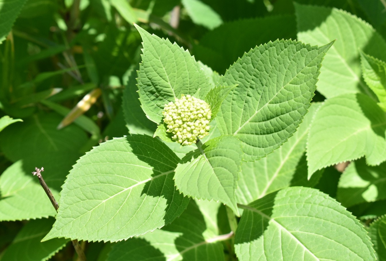 开花前的绣球花花苞与嫩叶