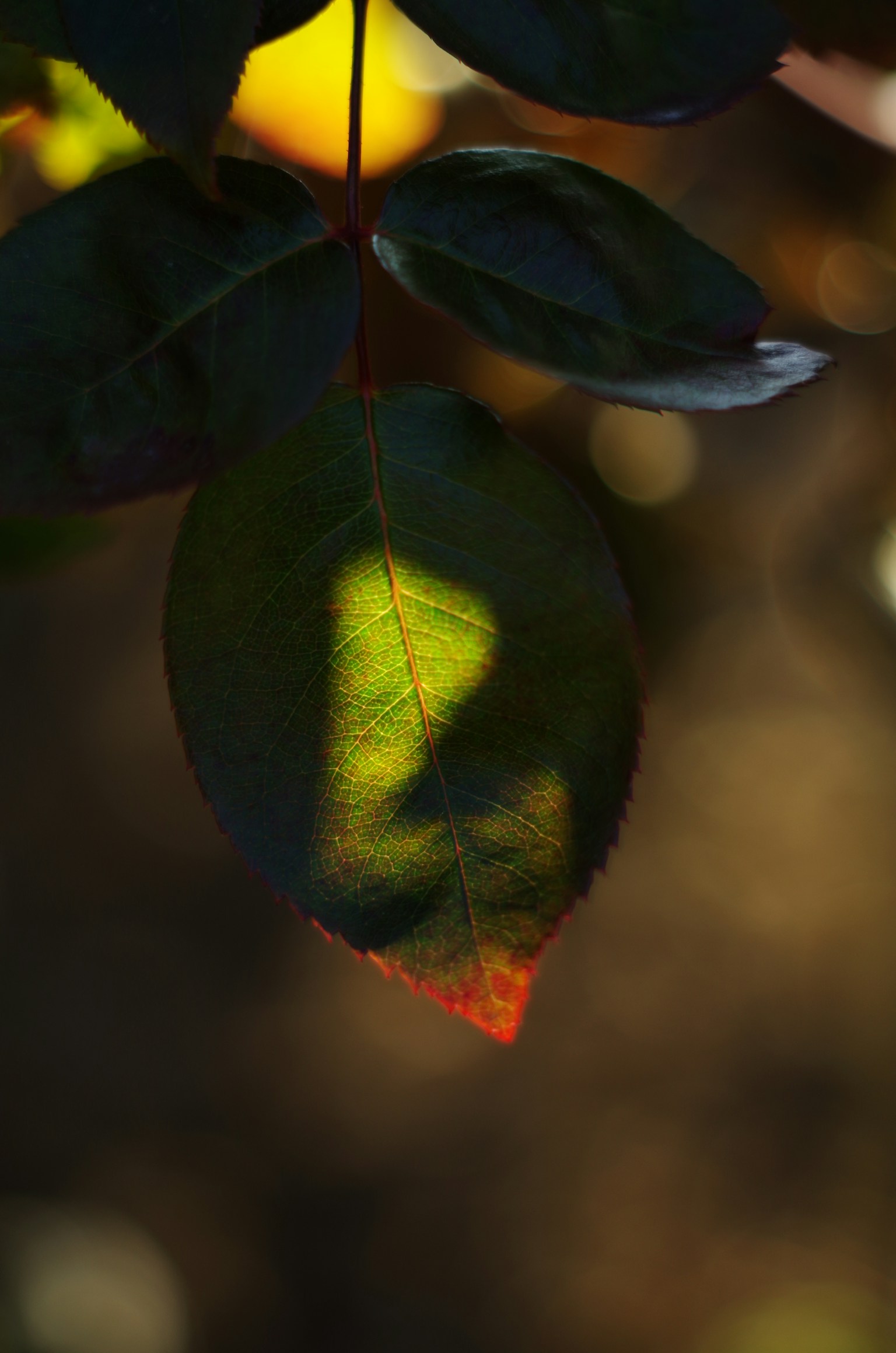 photo-932I0T1NbK6fDMrG7DX3-image