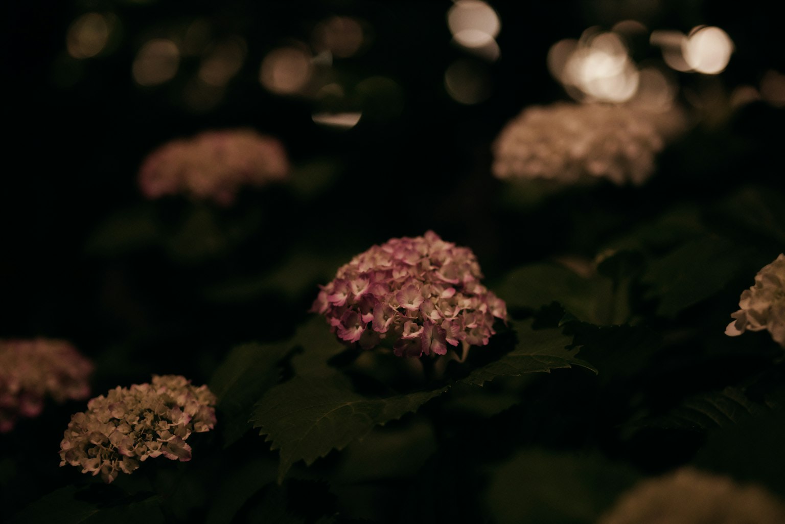 Flores de hortensia en tonos de púrpura y blanco sobre un fondo oscuro