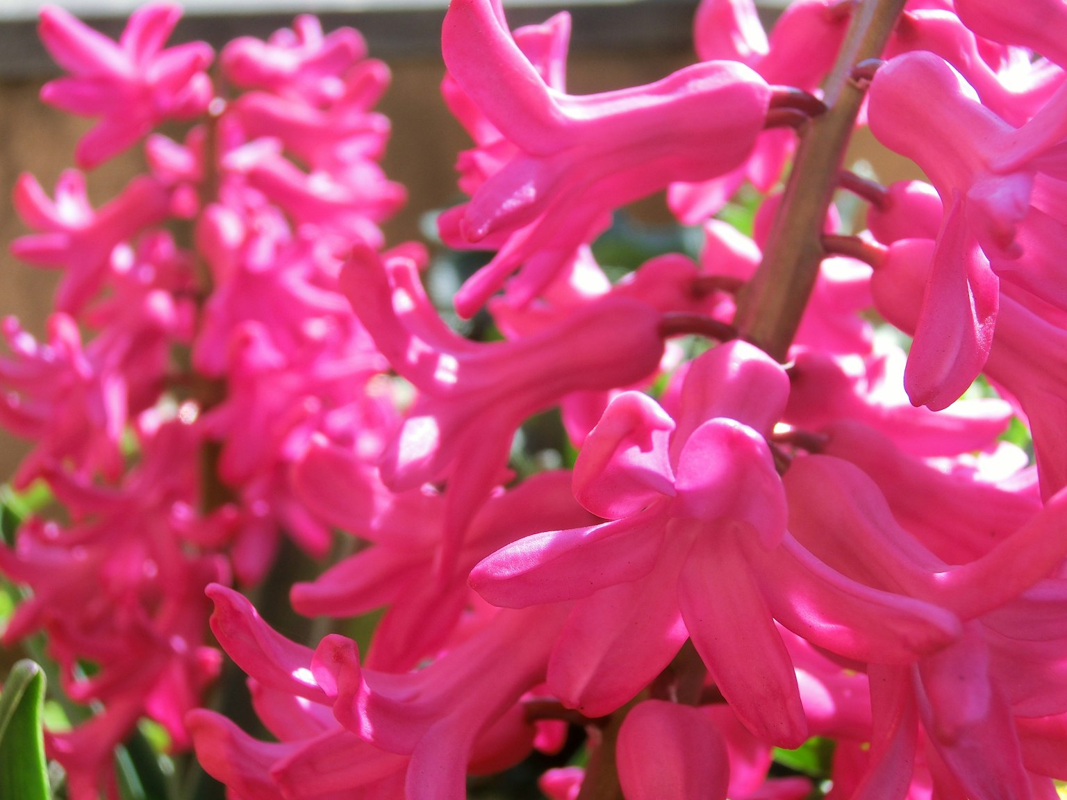 Fiori di giacinto rosa vivaci raggruppati