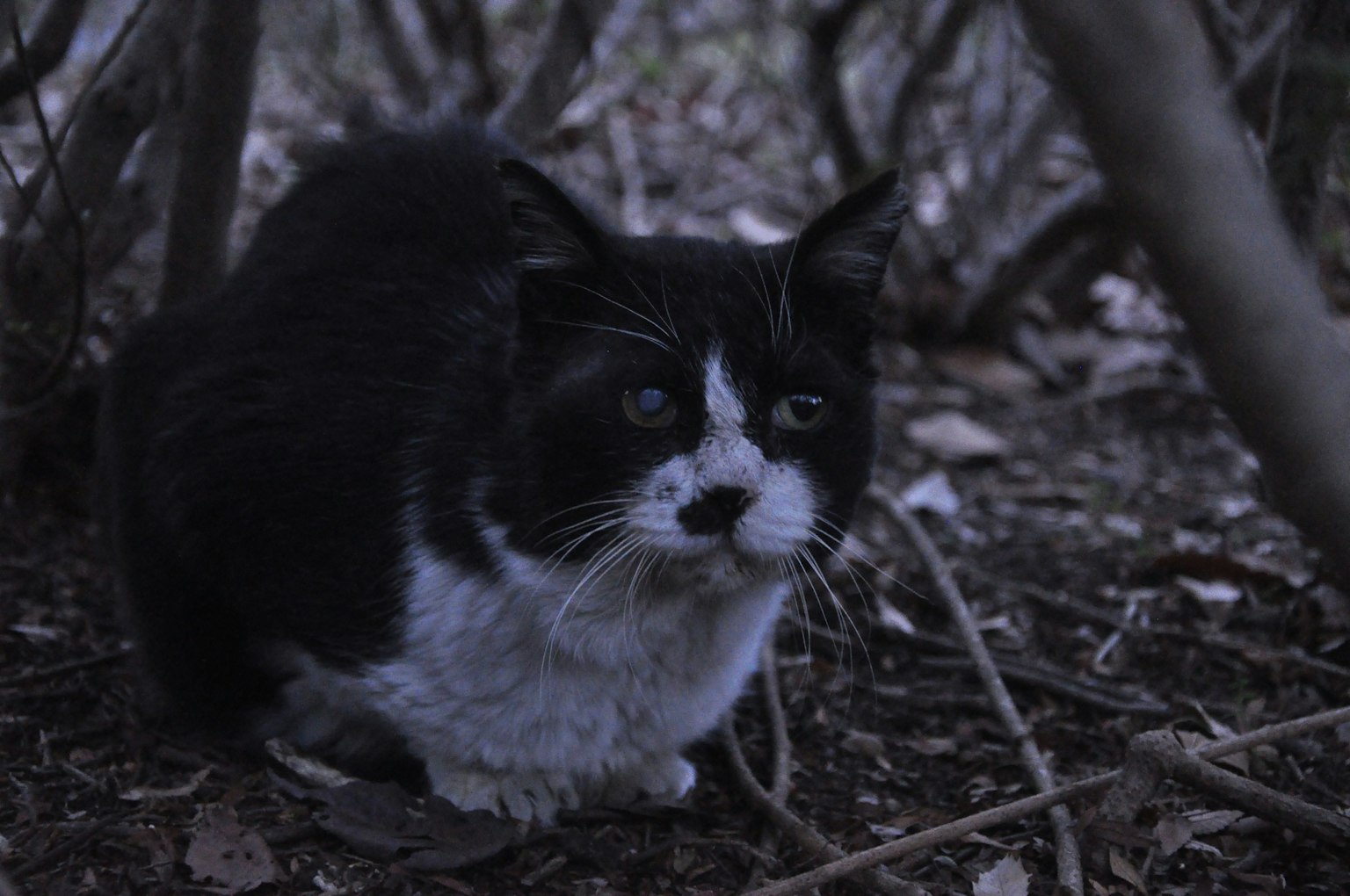 Image of a black and white cat in a dark forest