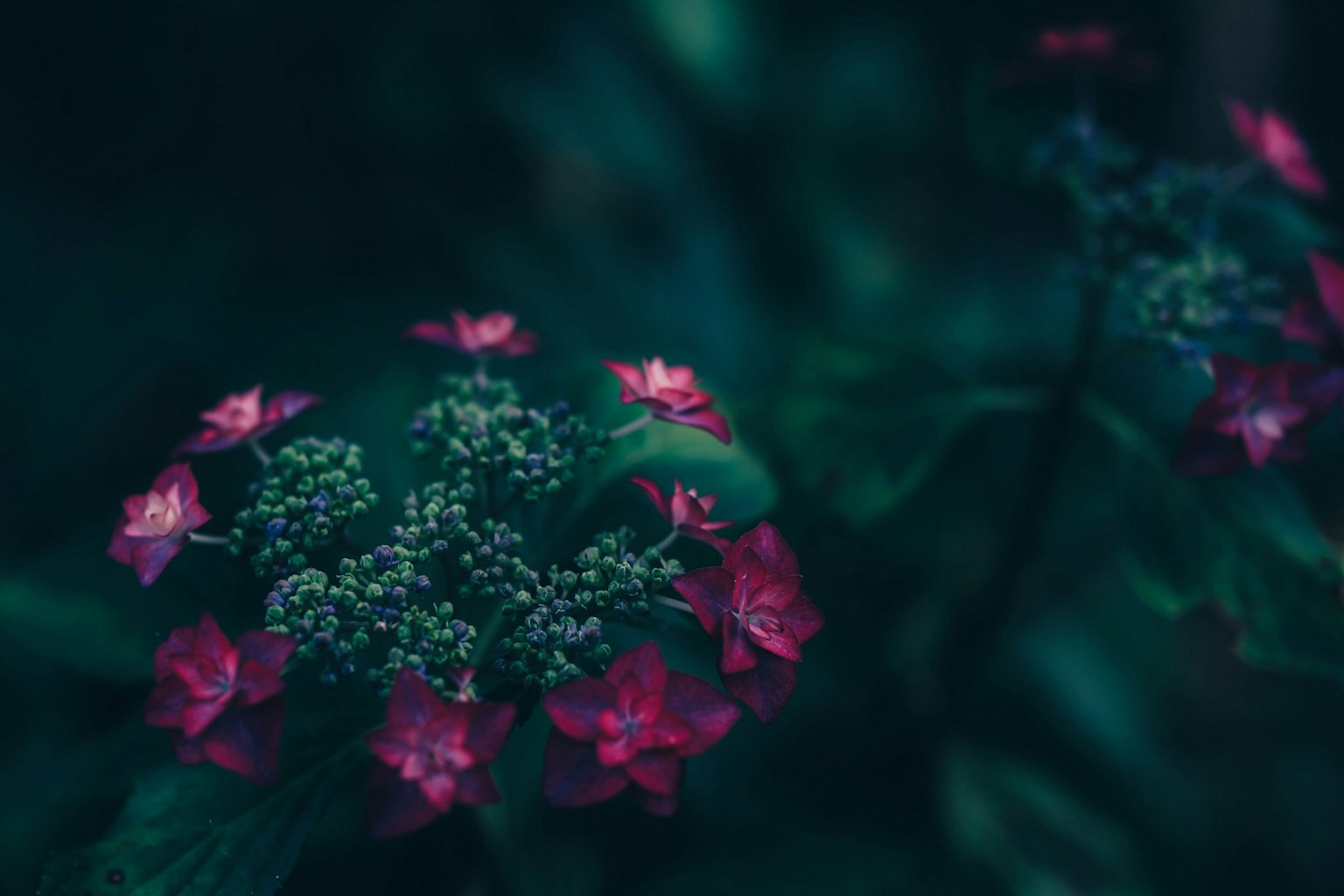 Gros plan de fleurs violettes et de feuilles vertes sur fond sombre