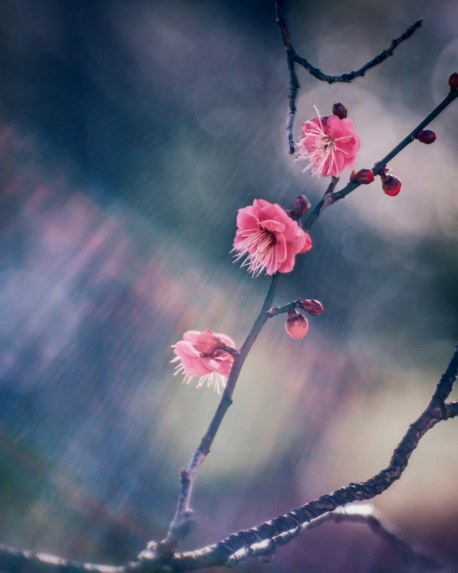 柔和背景上的粉紅花朵特寫