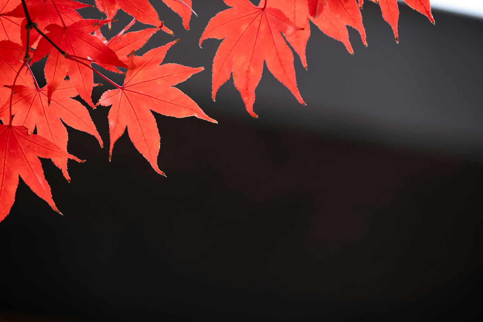 鮮豔的紅楓葉與黑暗背景形成對比