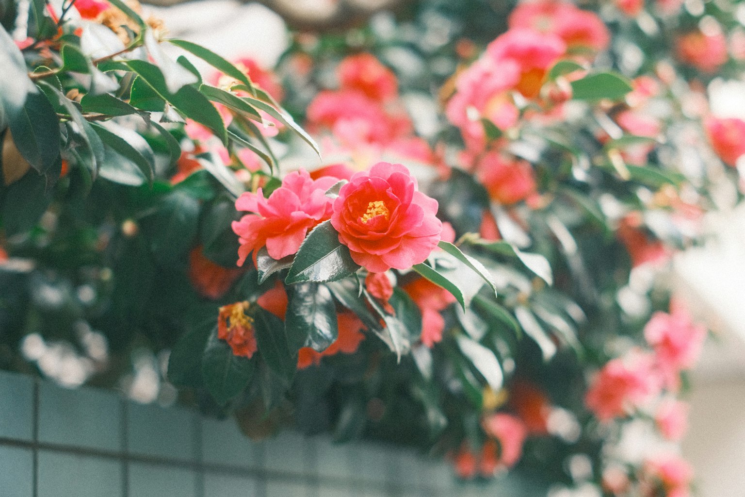 Hoa nhài hồng rực rỡ nở trên cành
