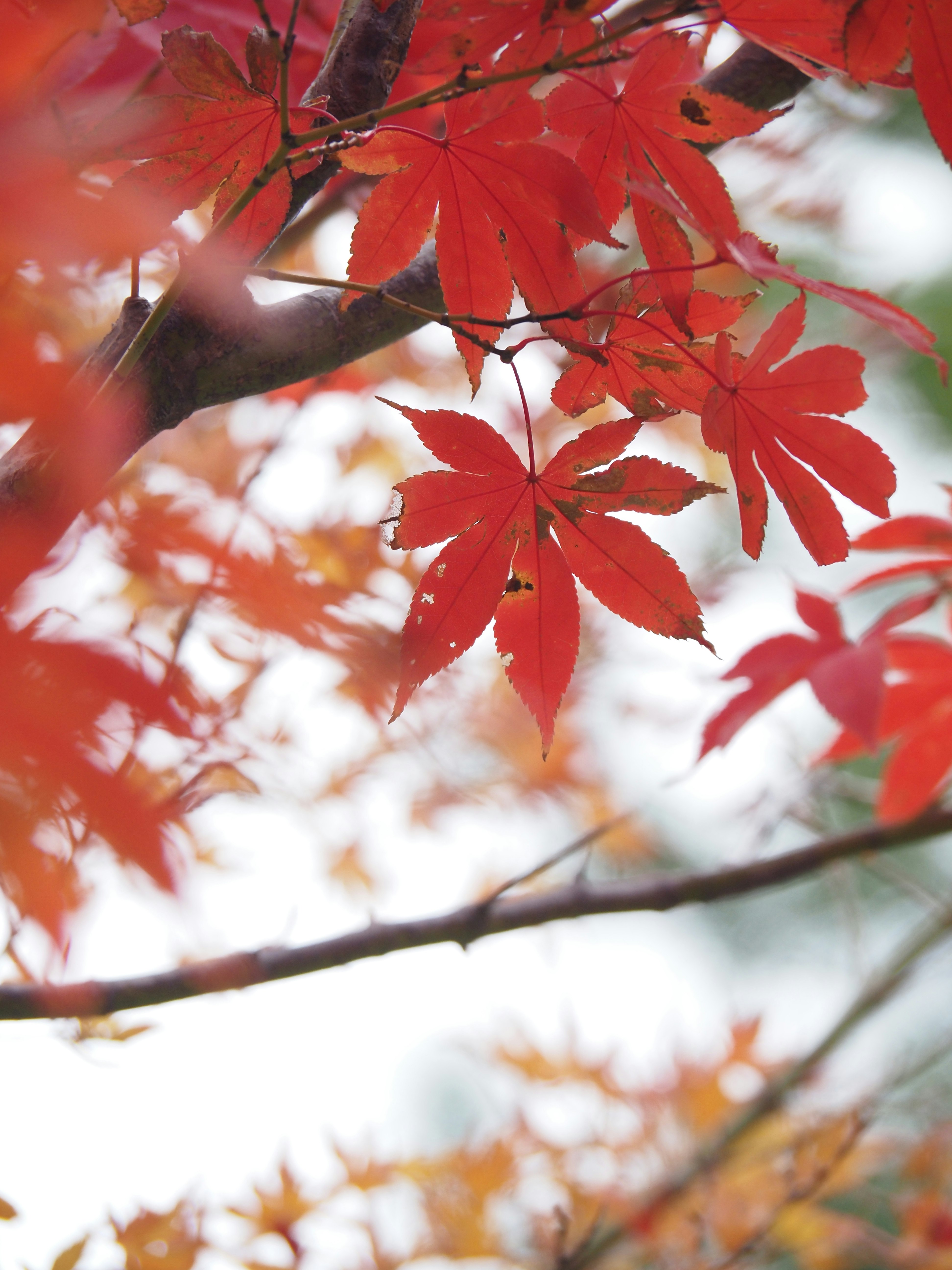 色づく紅葉の葉が枝に広がる秋の風景