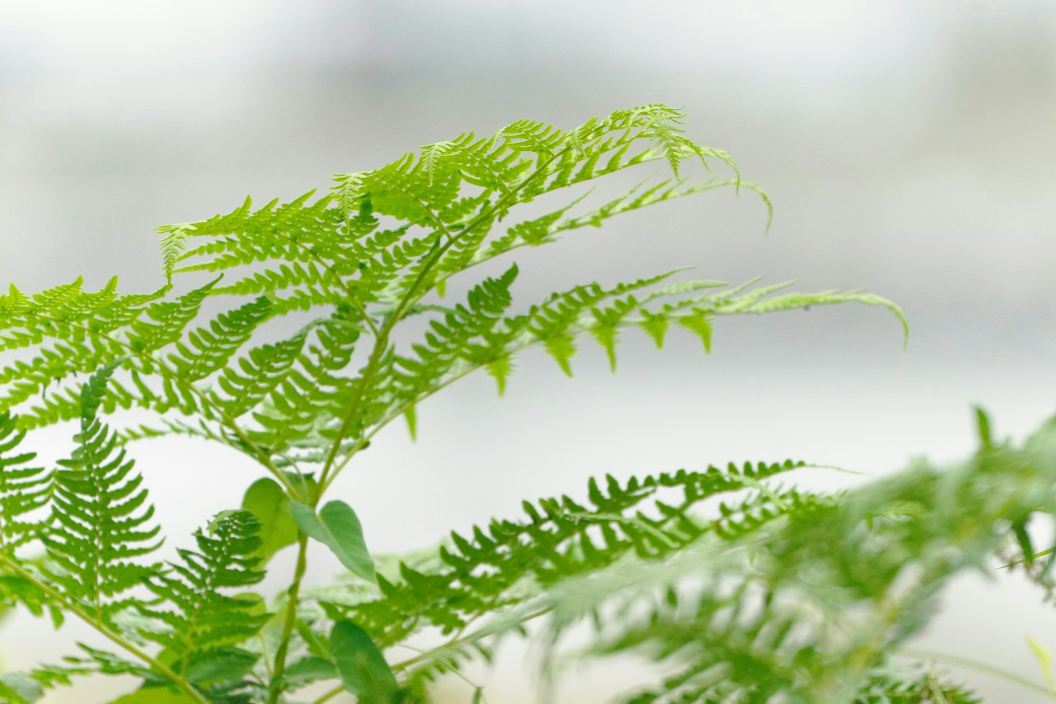 Green fern leaves against a soft background