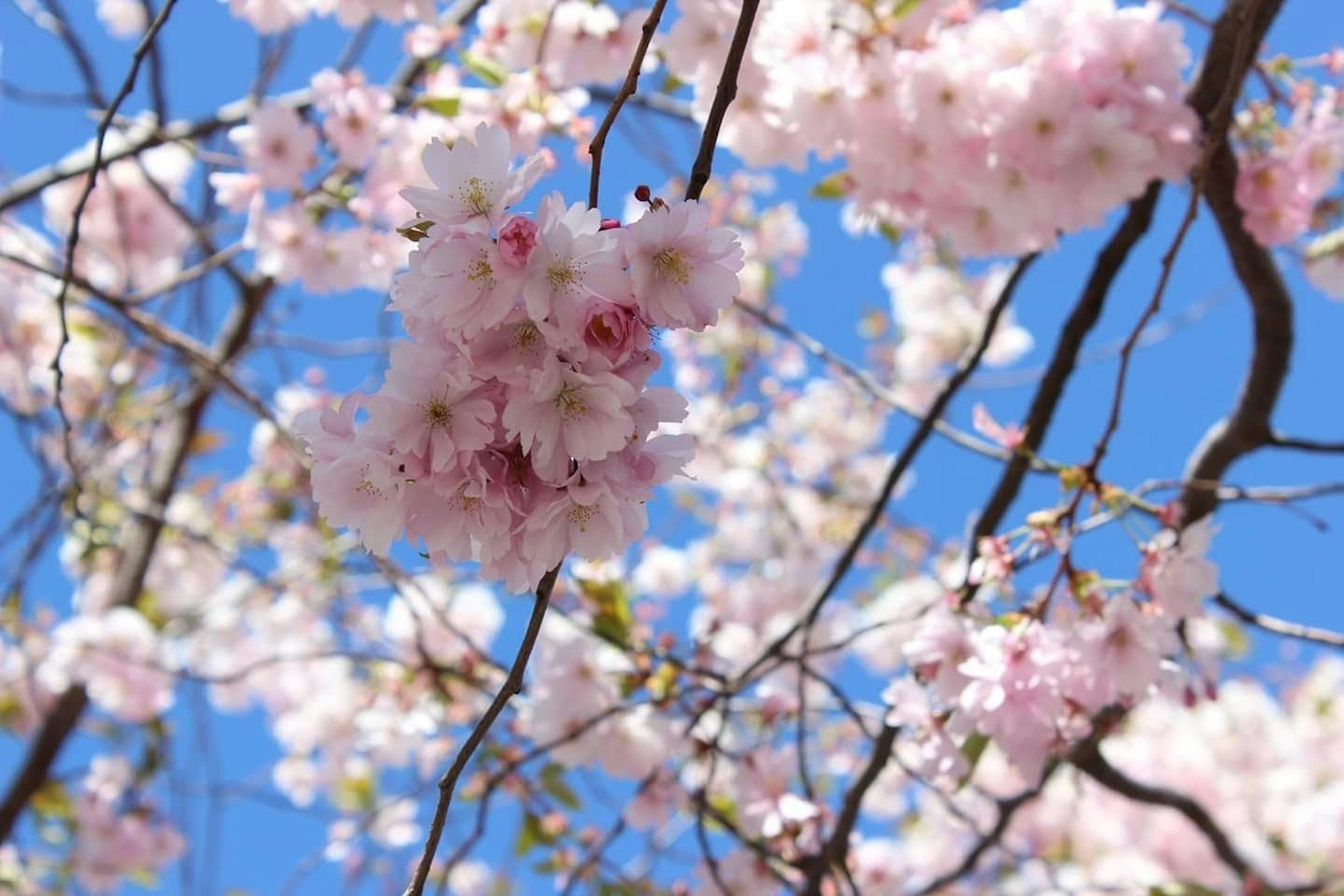 Flores de cerezo rosa delicadas contra un cielo azul claro