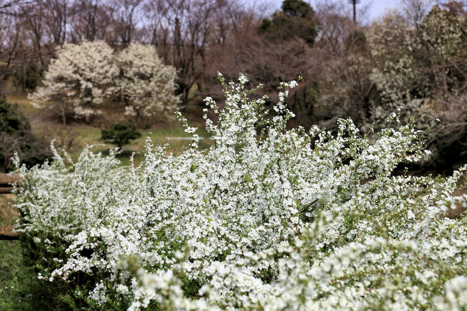 Ein Strauch mit weißen Blumen und einem verschwommenen Hintergrund von Bäumen
