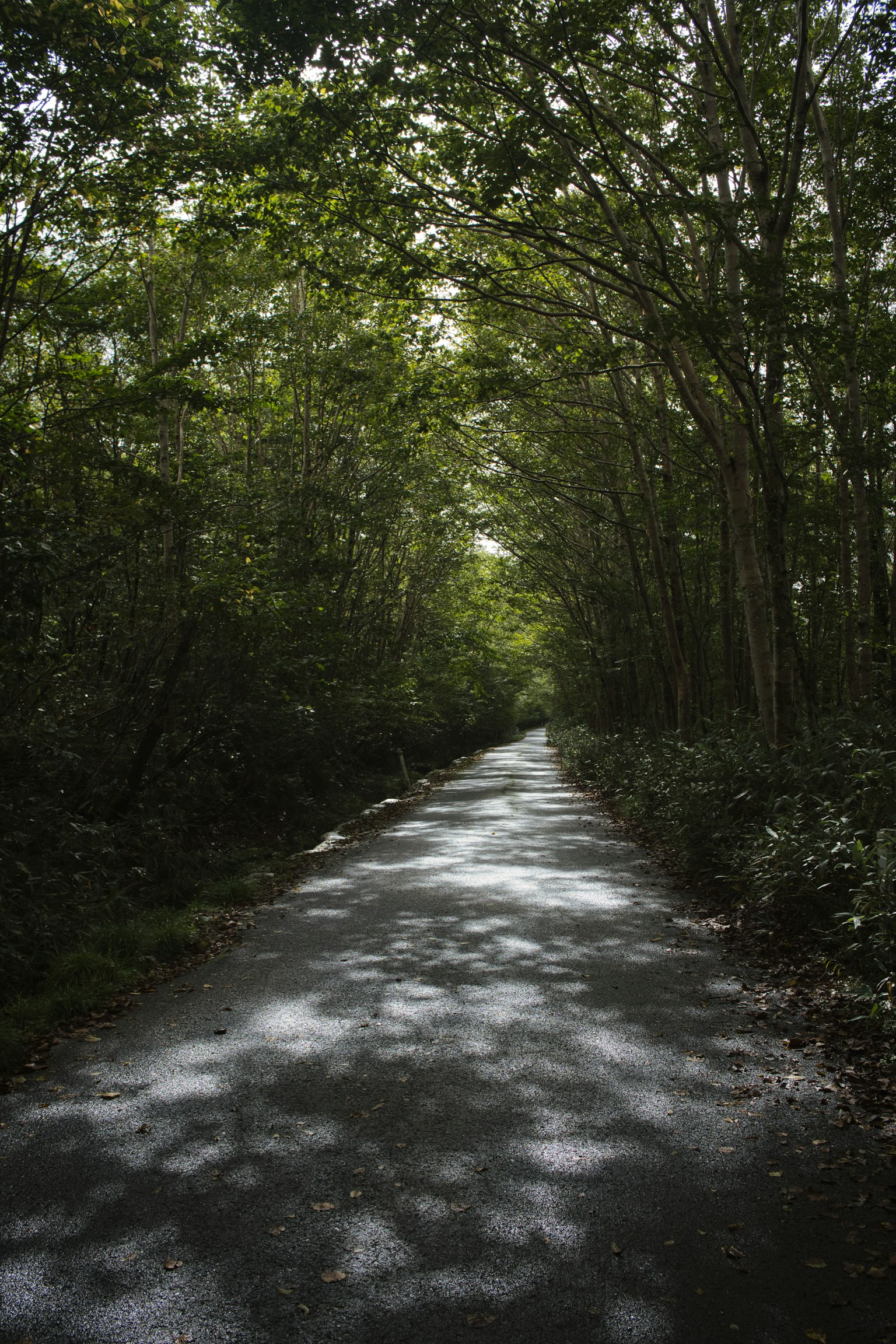被鬱鬱蔥蔥的樹木環繞的鋪裝道路
