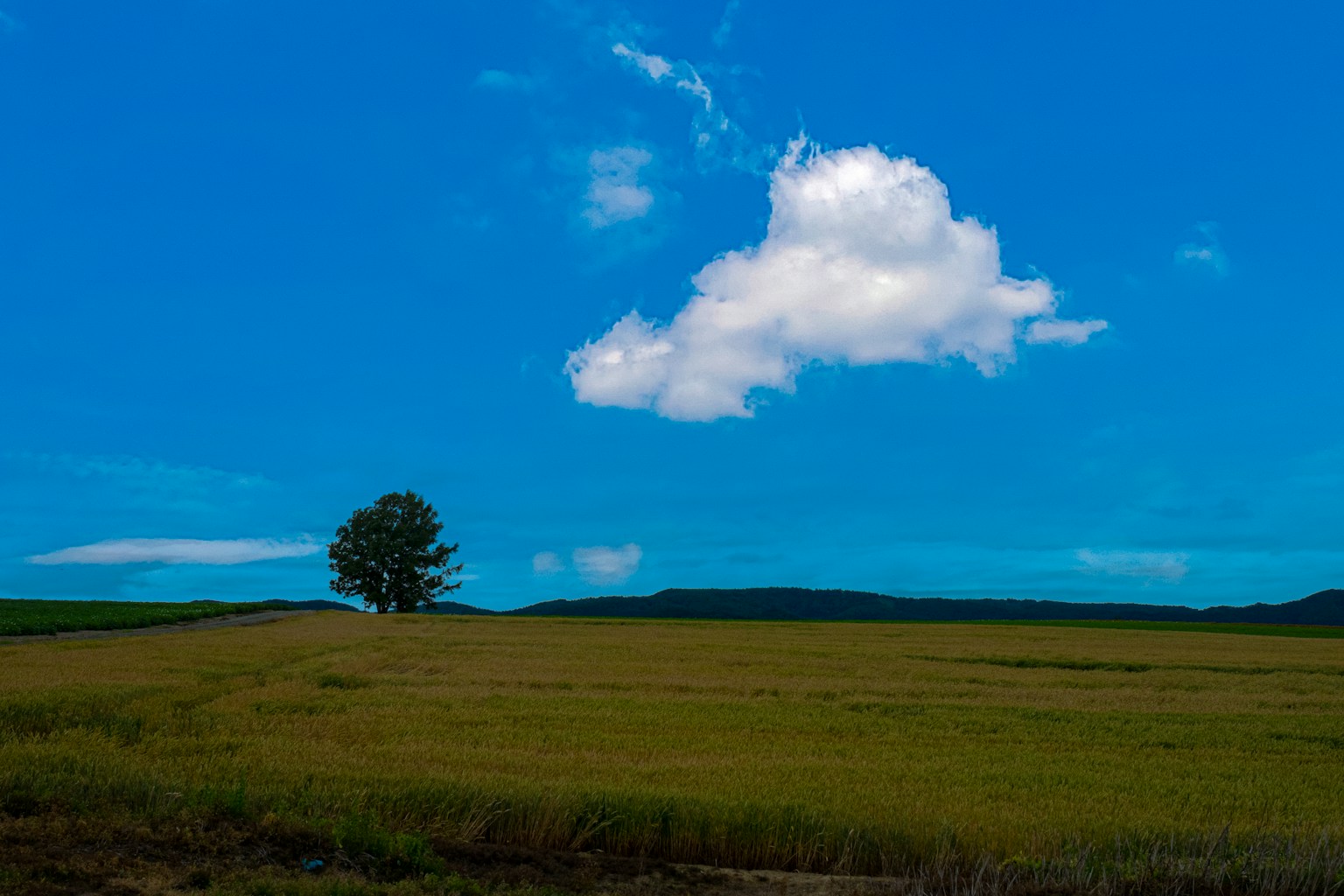 Un albero solitario si erge in un vasto prato sotto un cielo blu con nuvole bianche soffici