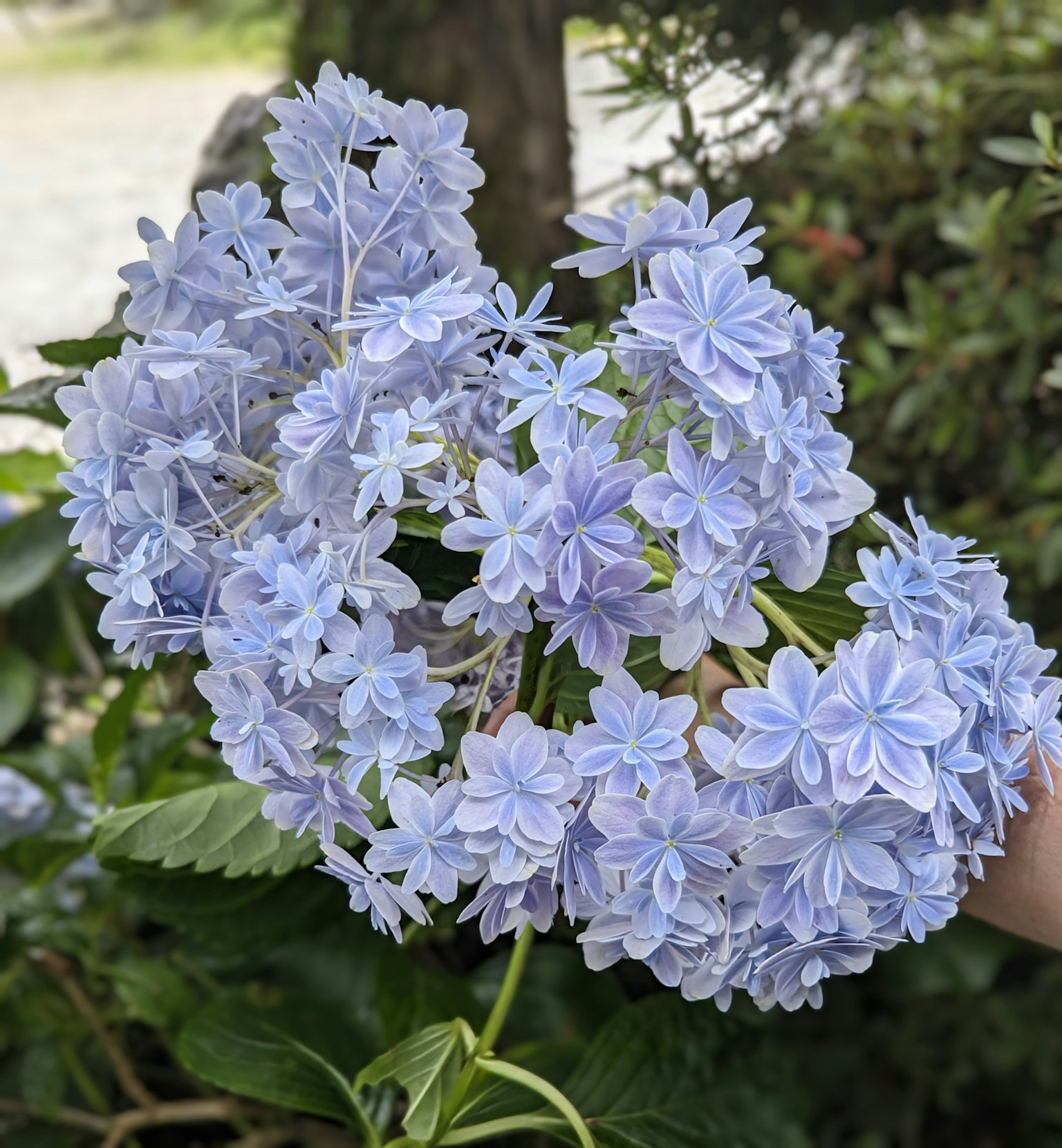 Un ramo de flores azul claro y morado sostenido en una mano