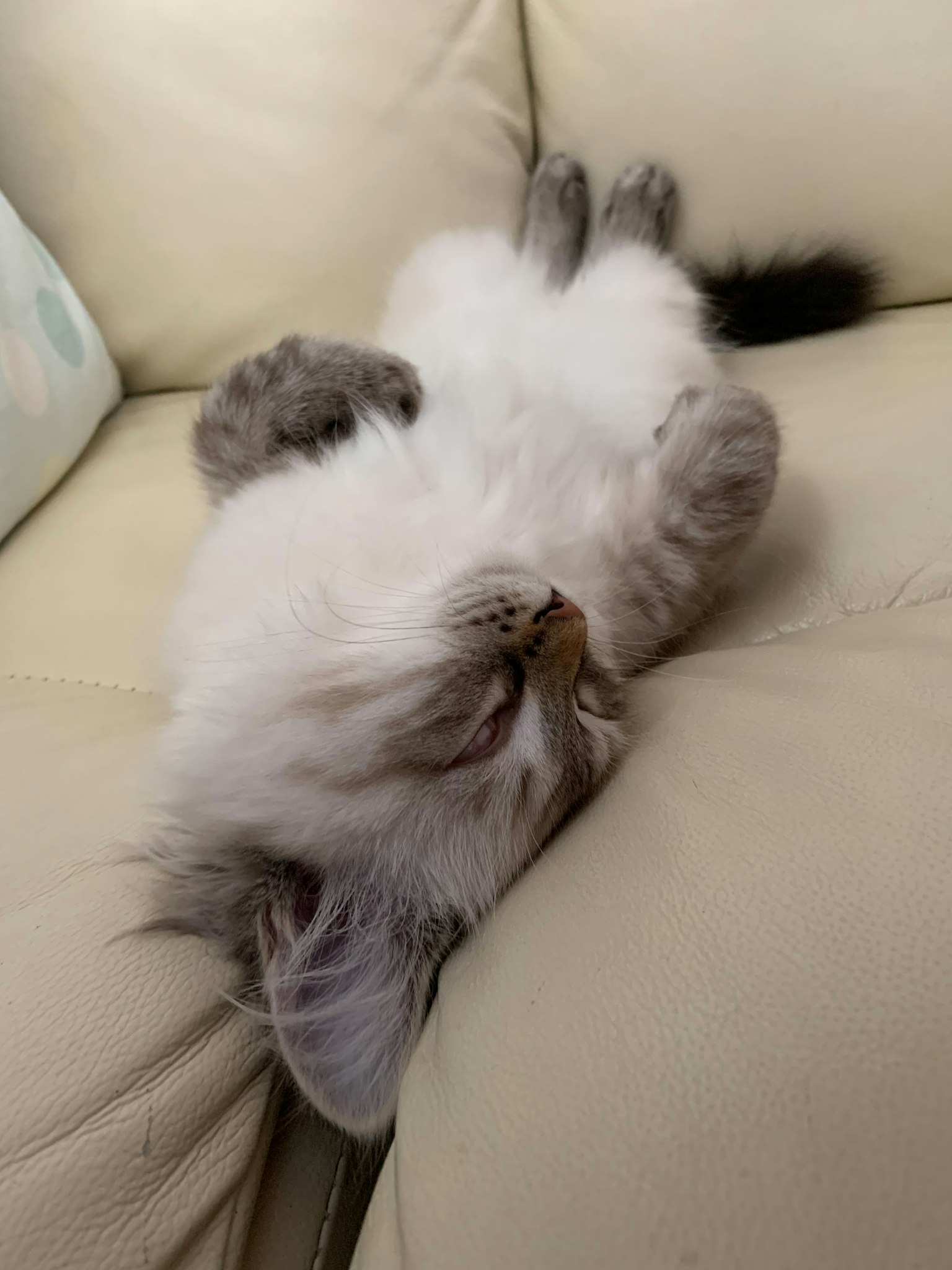 A fluffy white cat lying on its back on a couch