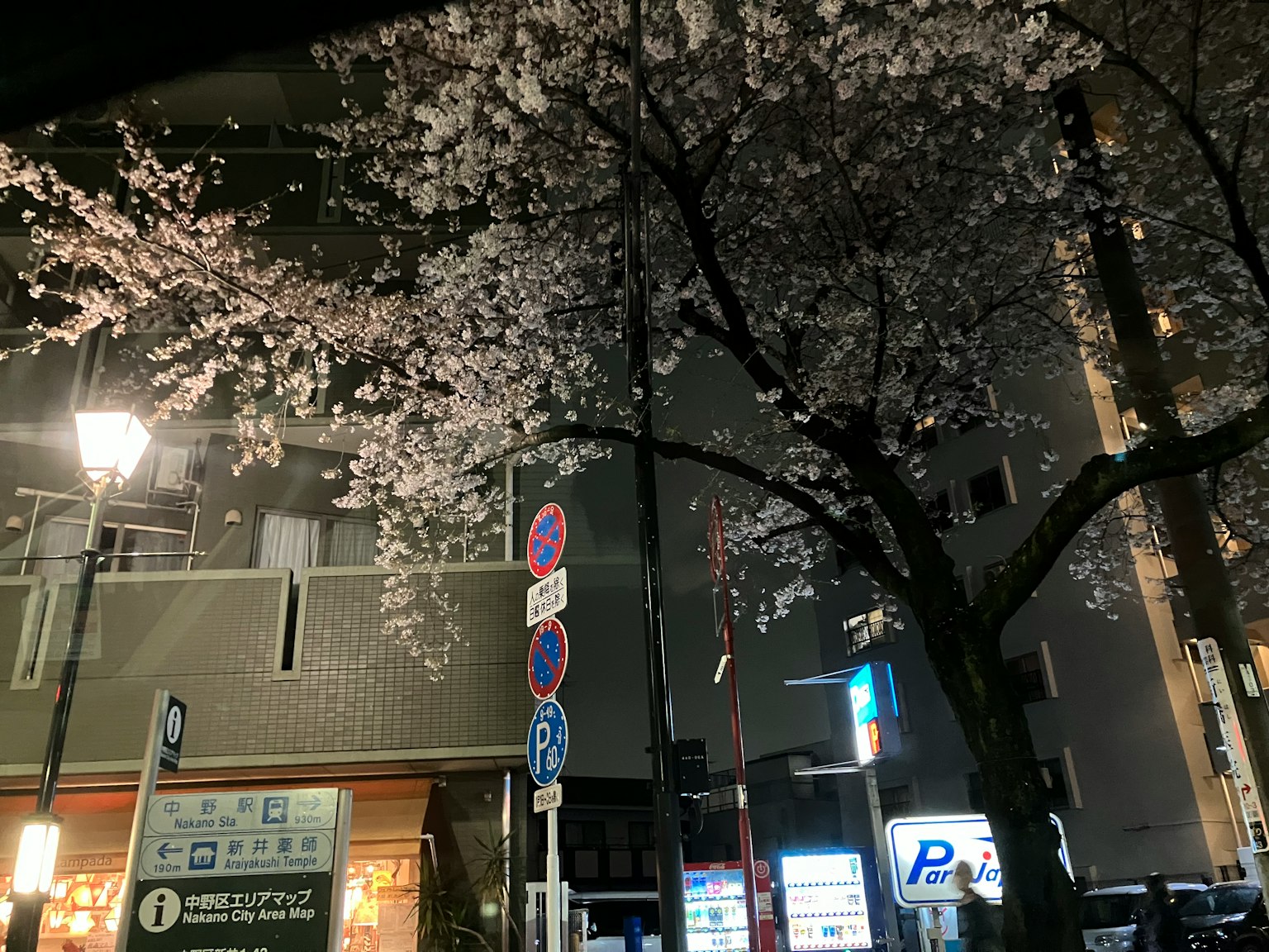 ทิวทัศน์ยามค่ำคืนของดอกซากุระที่บานสะพรั่งพร้อมโคมไฟถนนส่องสว่าง