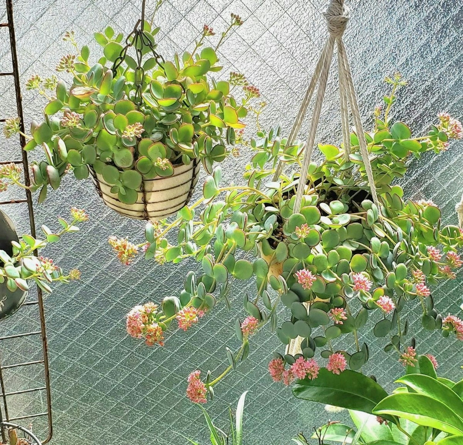 悬挂植物，绿叶和粉色花朵，沐浴在阳光下，靠近窗户