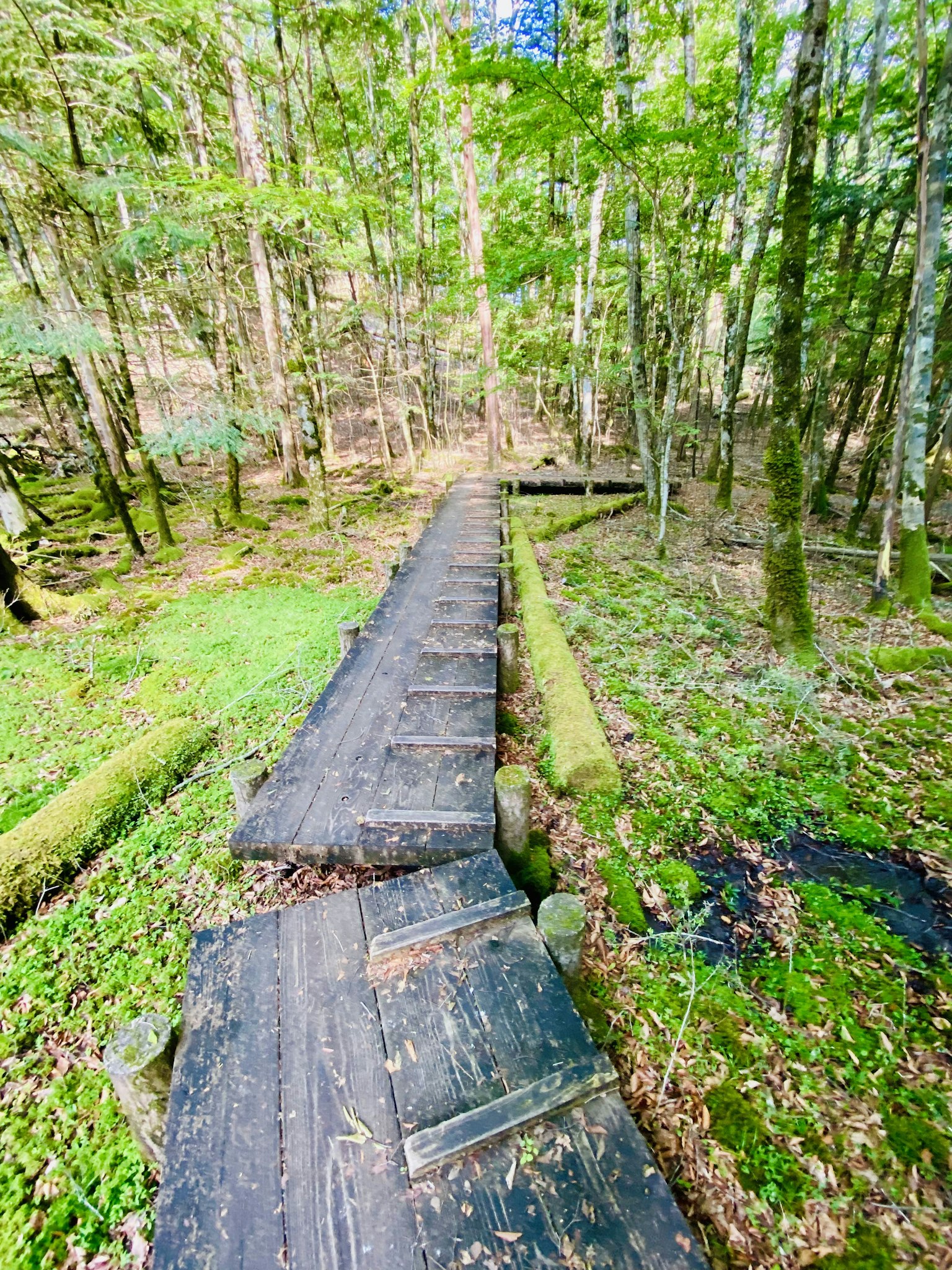 Sentiero di legno in una foresta lussureggiante
