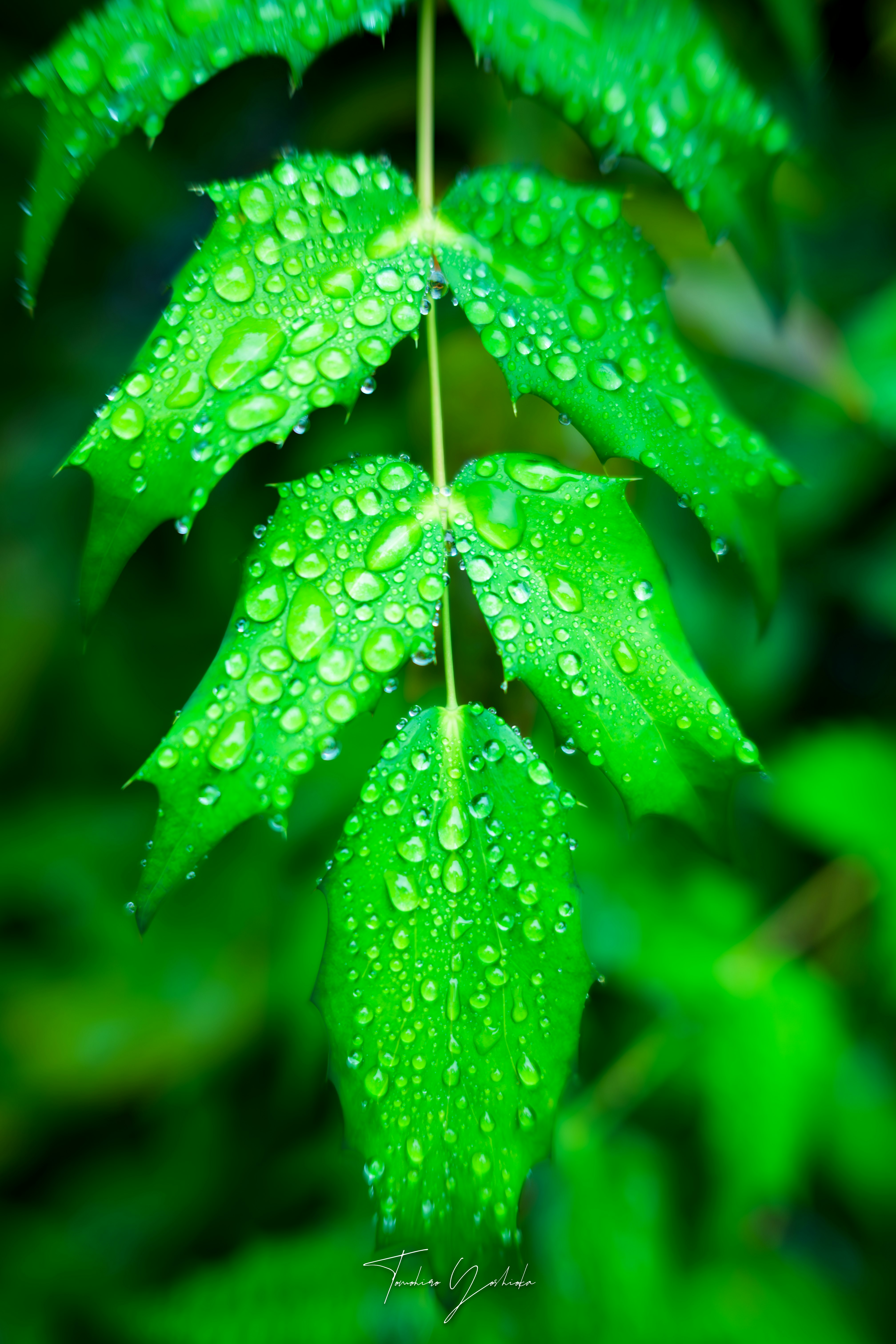 雨粒のついた緑の葉のクローズアップ