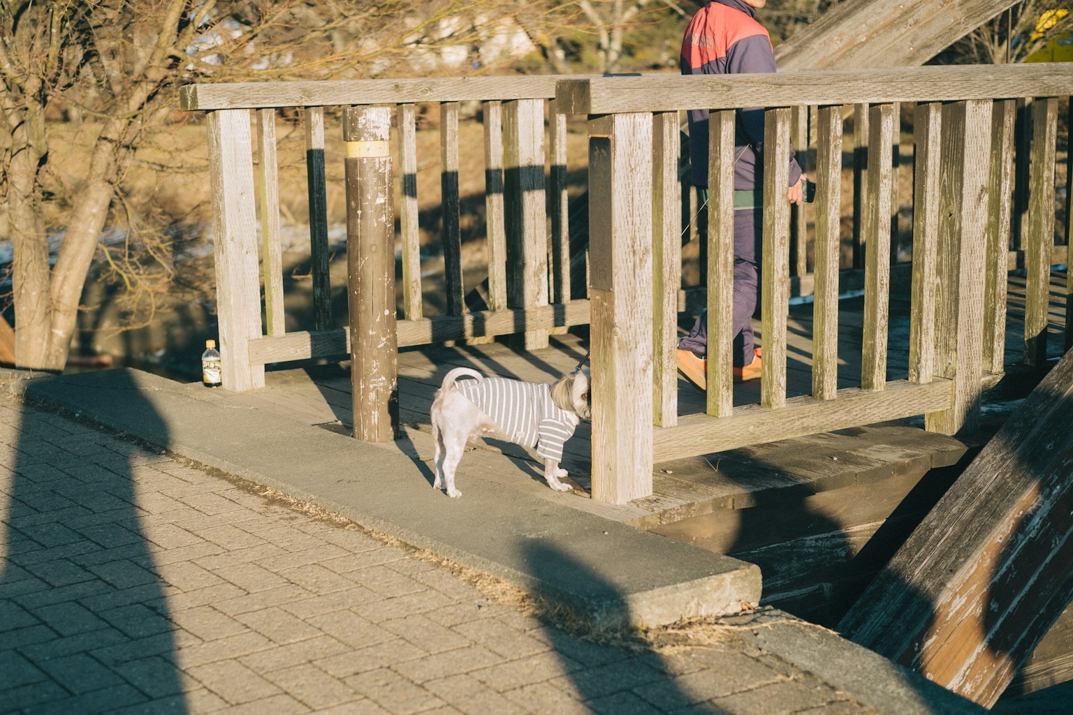 A dog walking near playground equipment