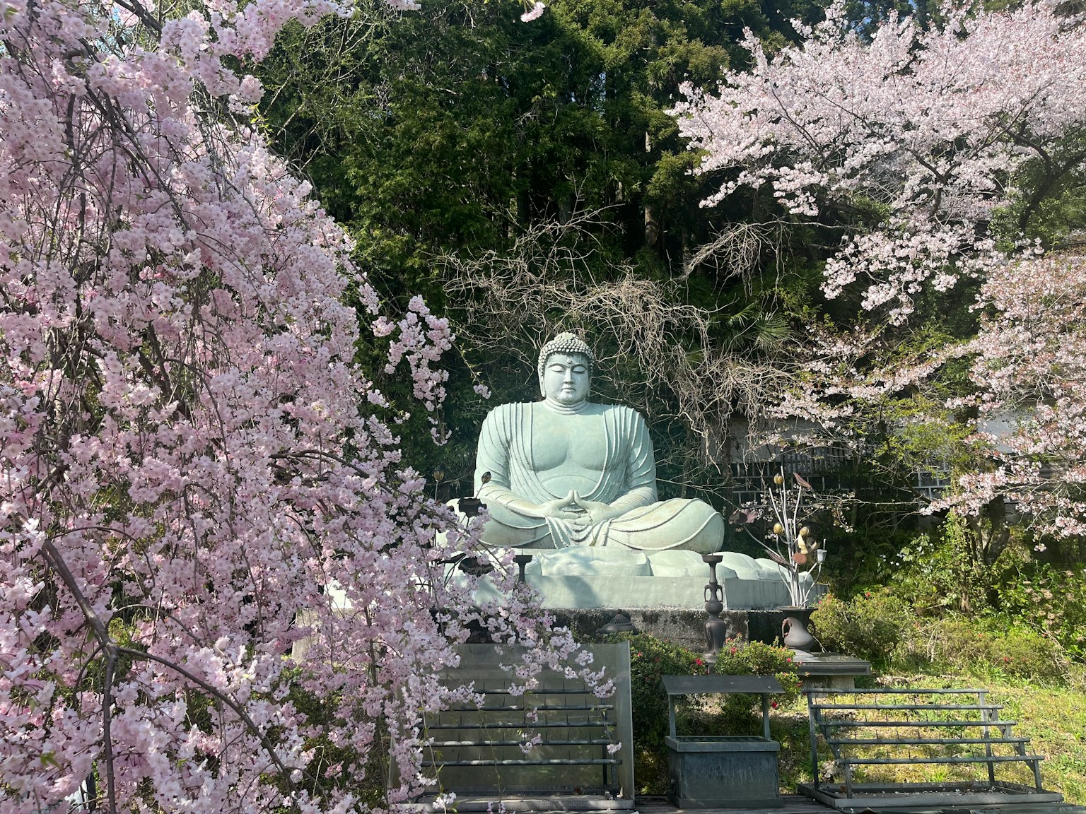 青铜佛像坐在樱花树下
