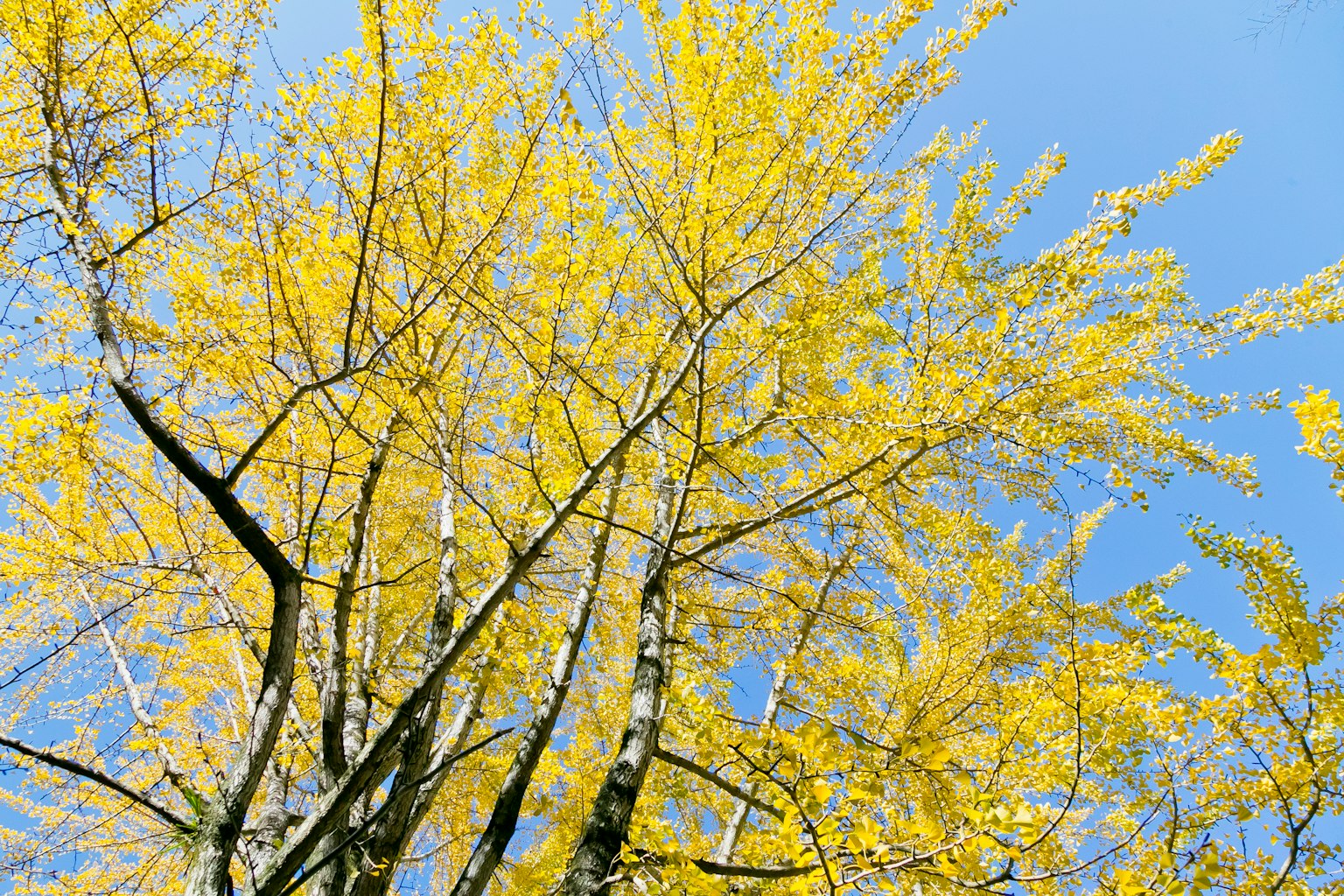 Foto pohon dengan daun kuning cerah di bawah langit biru