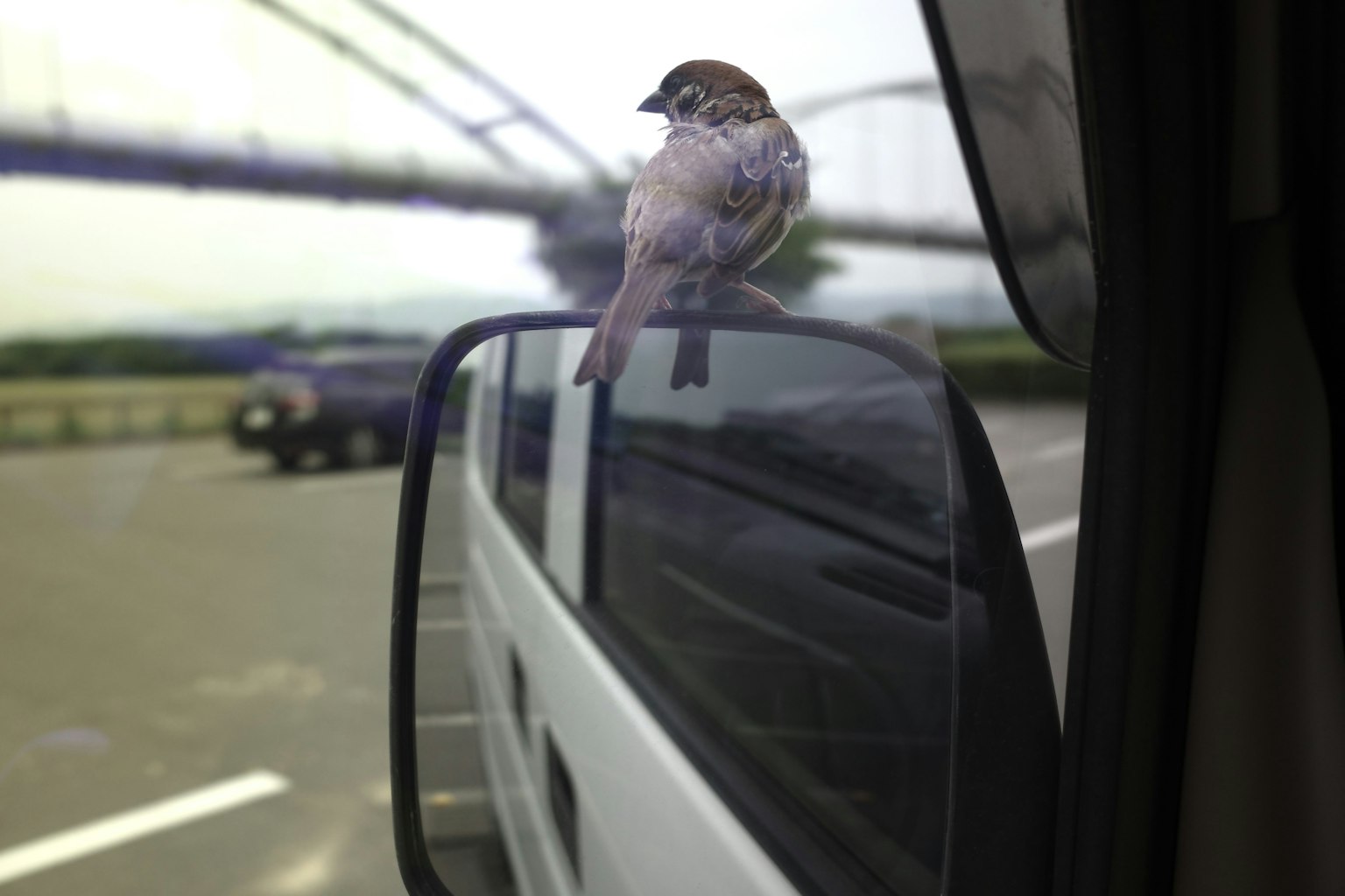Un piccolo uccello appollaiato su uno specchietto di veicolo con un ponte sullo sfondo