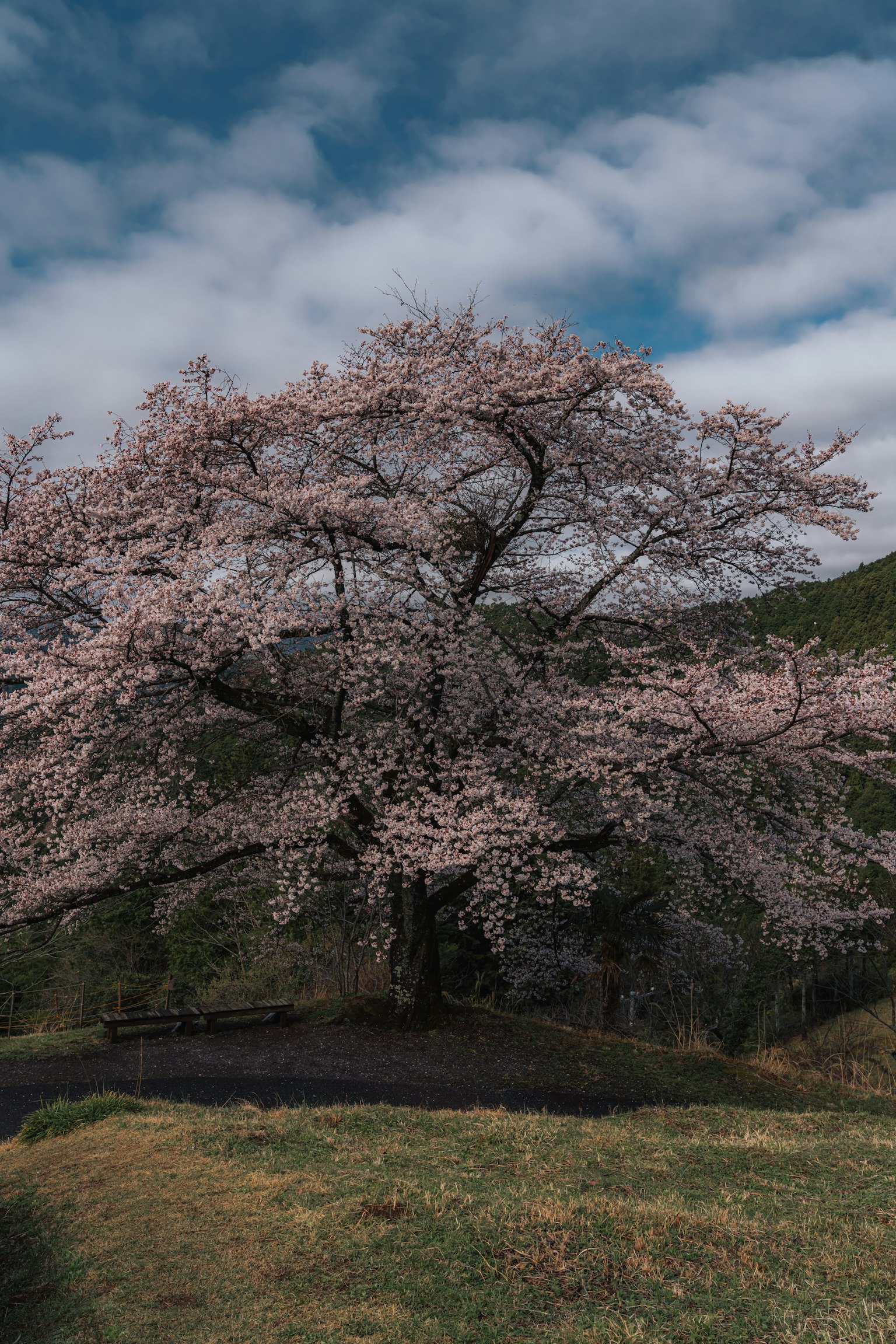 A blooming cherry blossom tree under a blue sky