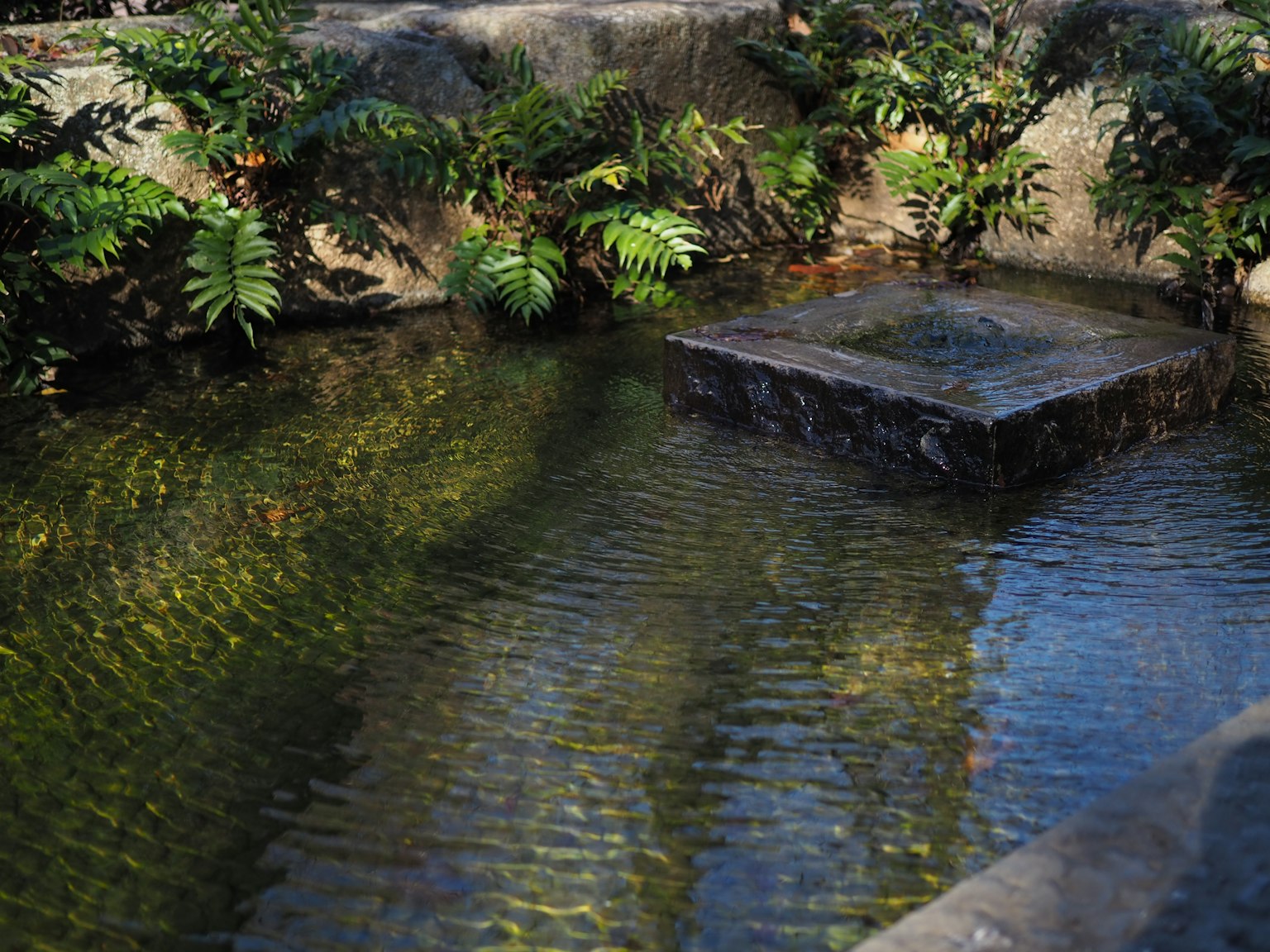 Calm pond featuring a stone platform surrounded by lush green ferns