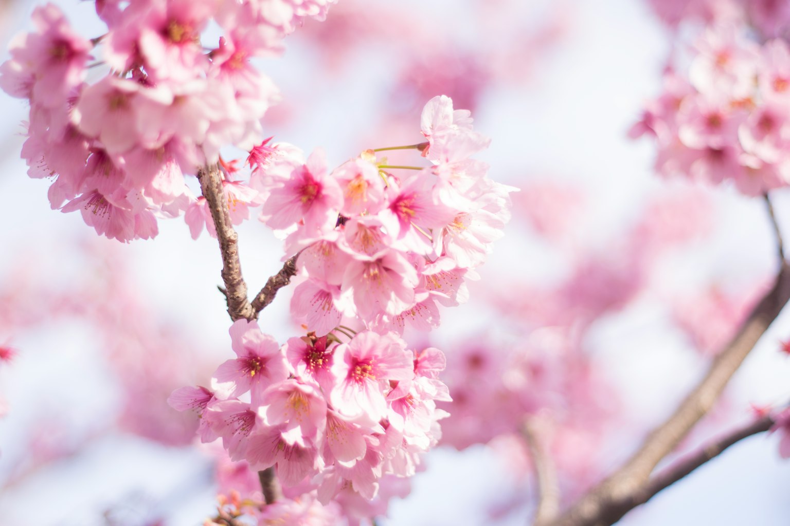 Primer plano de ramas de cerezo con flores rosas