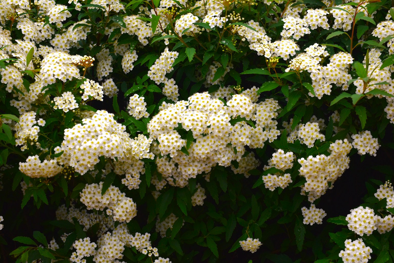 Primo piano di una pianta fiorita con grappoli di fiori bianchi