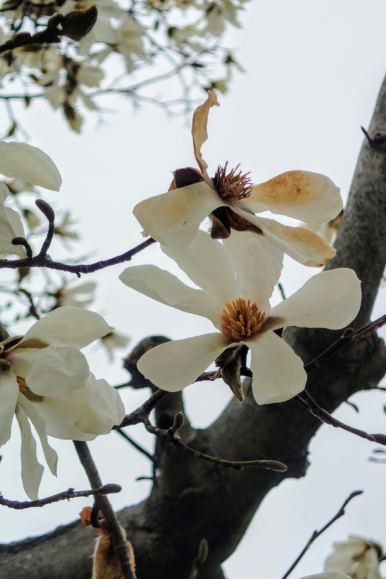 White magnolia flowers blooming on tree branches
