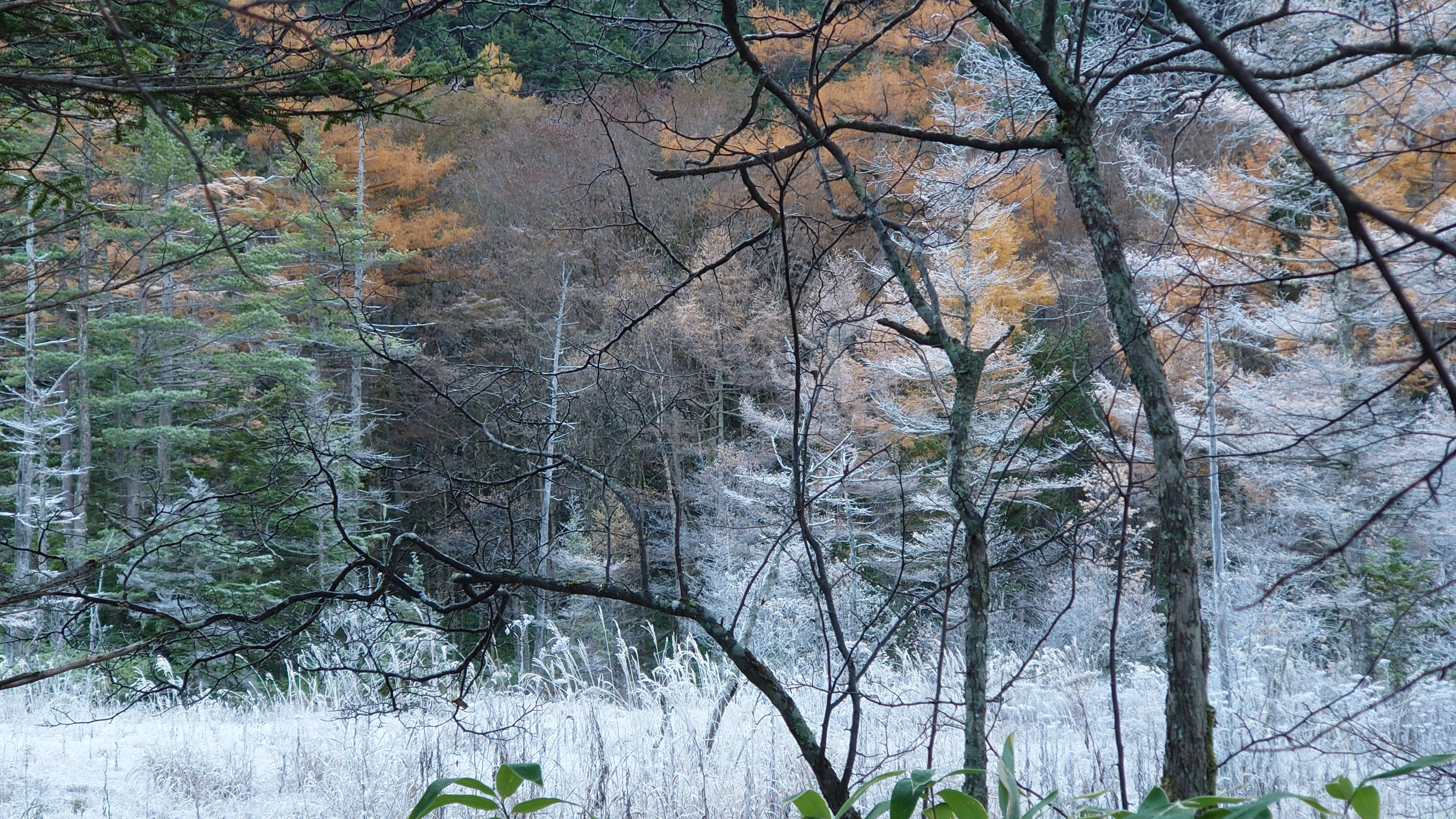 軽井沢の霧がかった森の木々と紅葉の景色