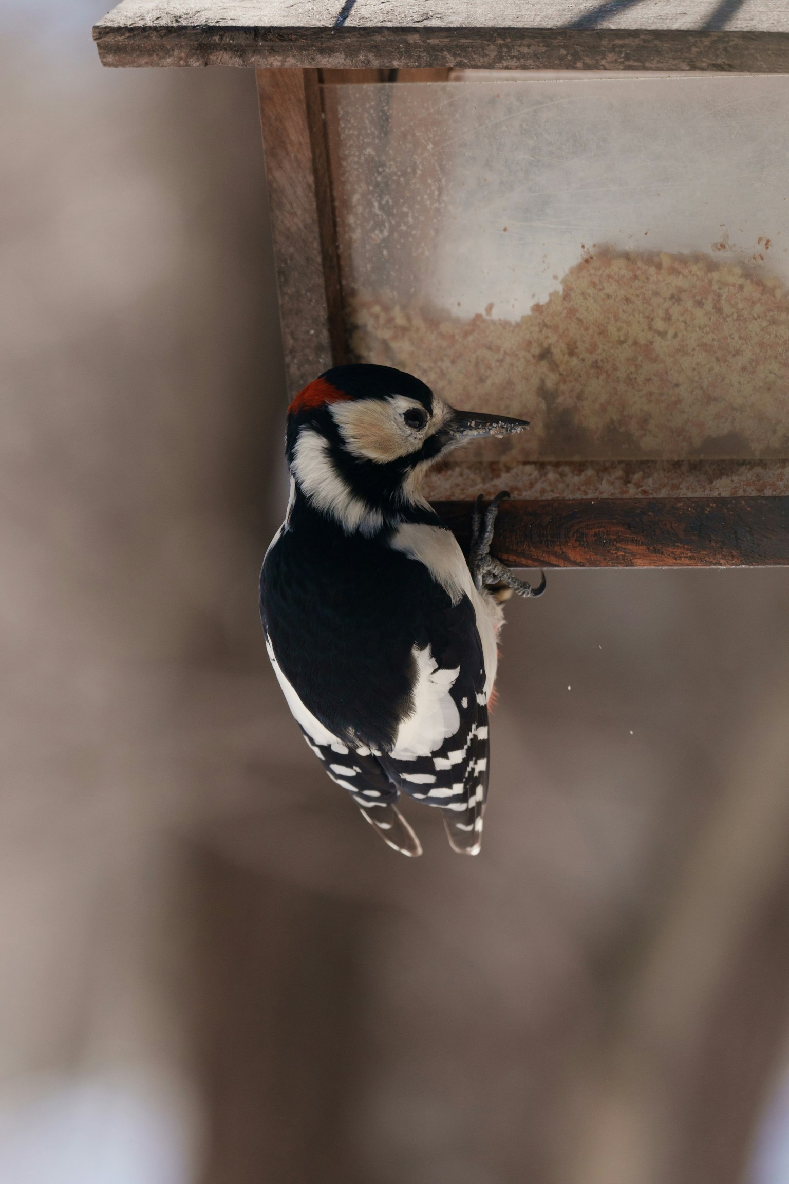 大斑啄木鳥棲息在鳥食器上