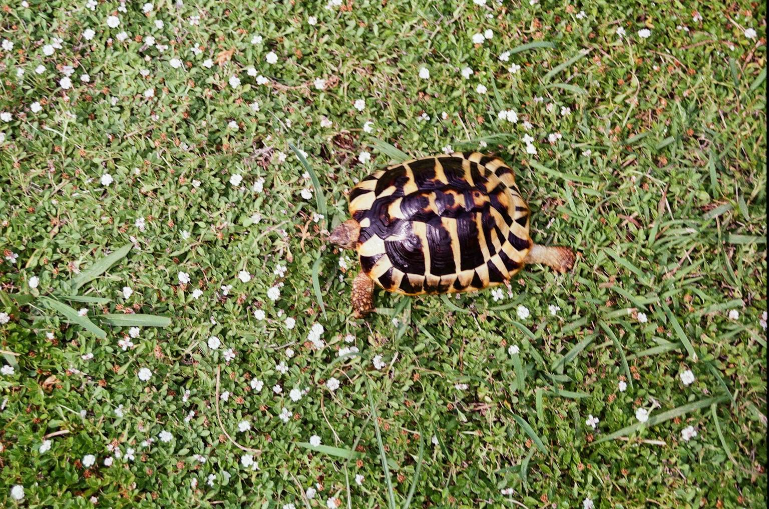 A turtle walking on green grass with small white flowers
