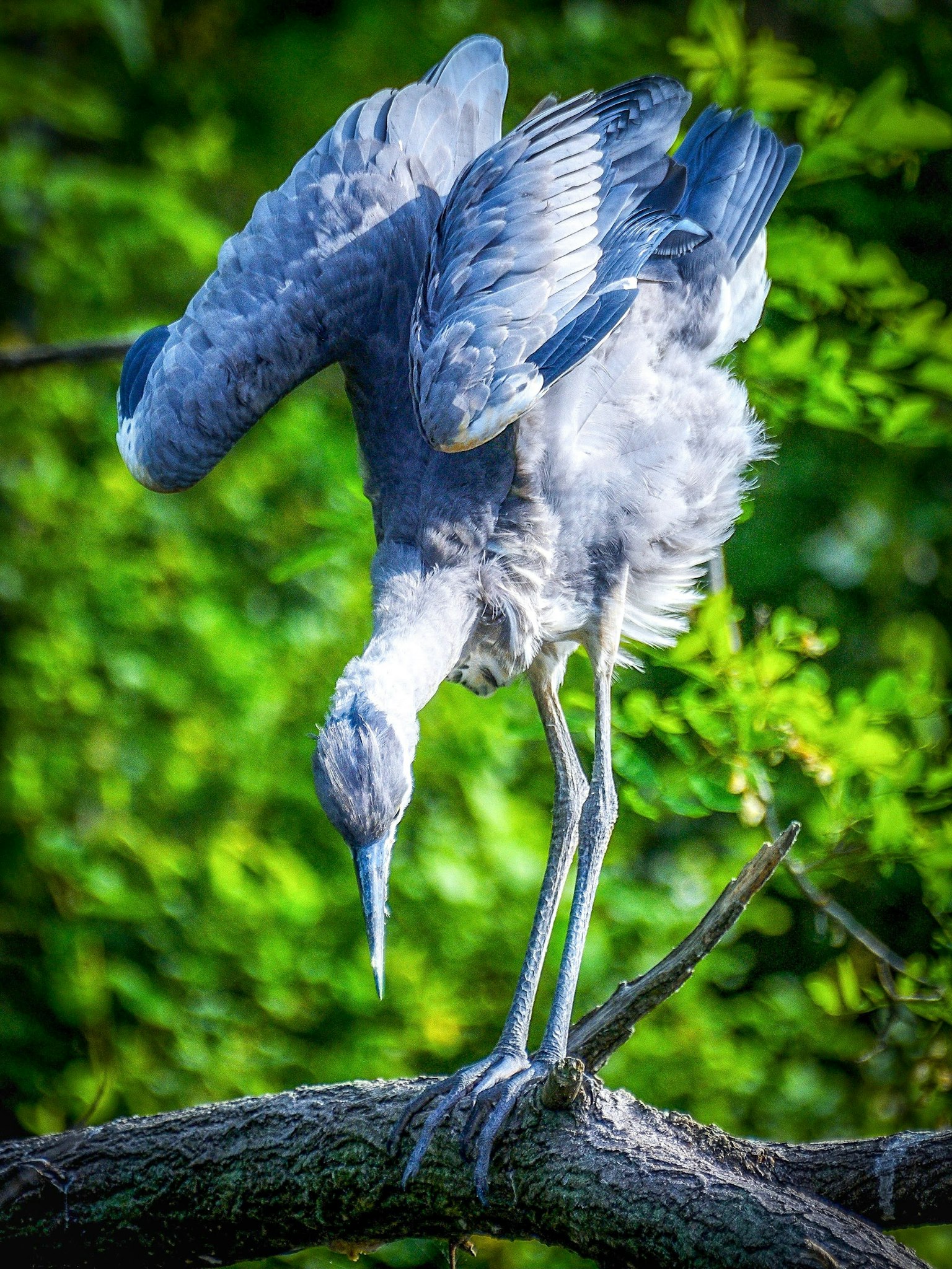 Ein Vogel mit blauen Federn steht auf einem Ast