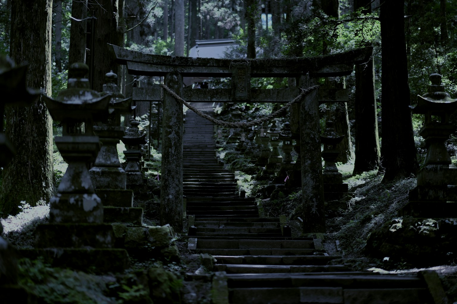 黑暗森林中的古老神社阶梯和鸟居