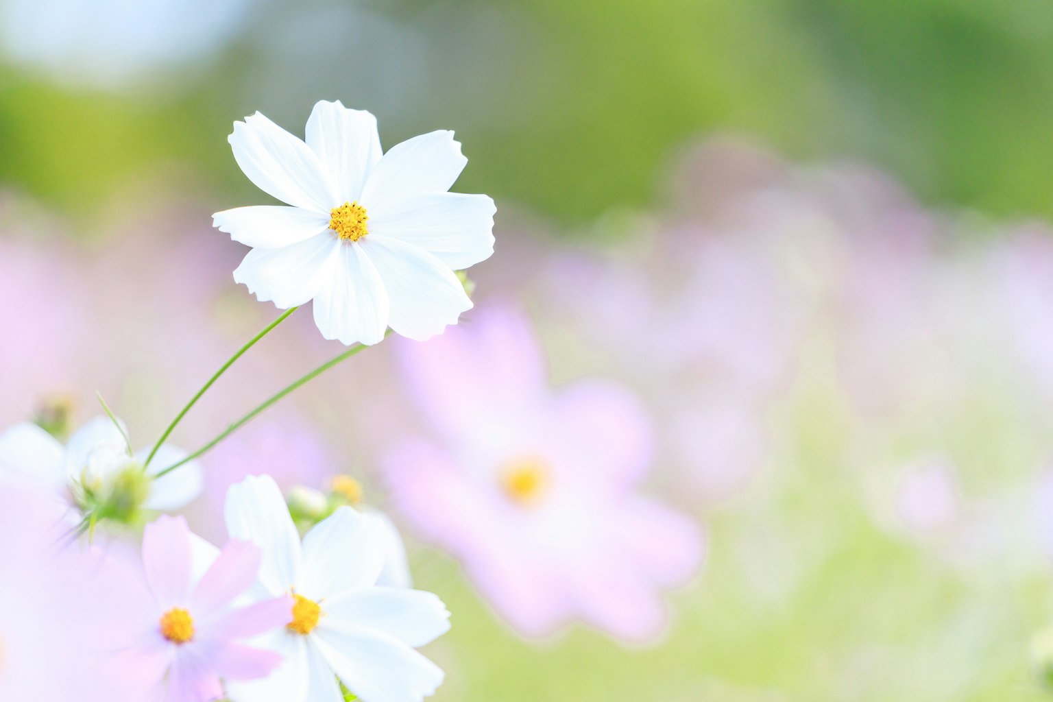 Un campo de flores con flores blancas y un suave fondo rosa