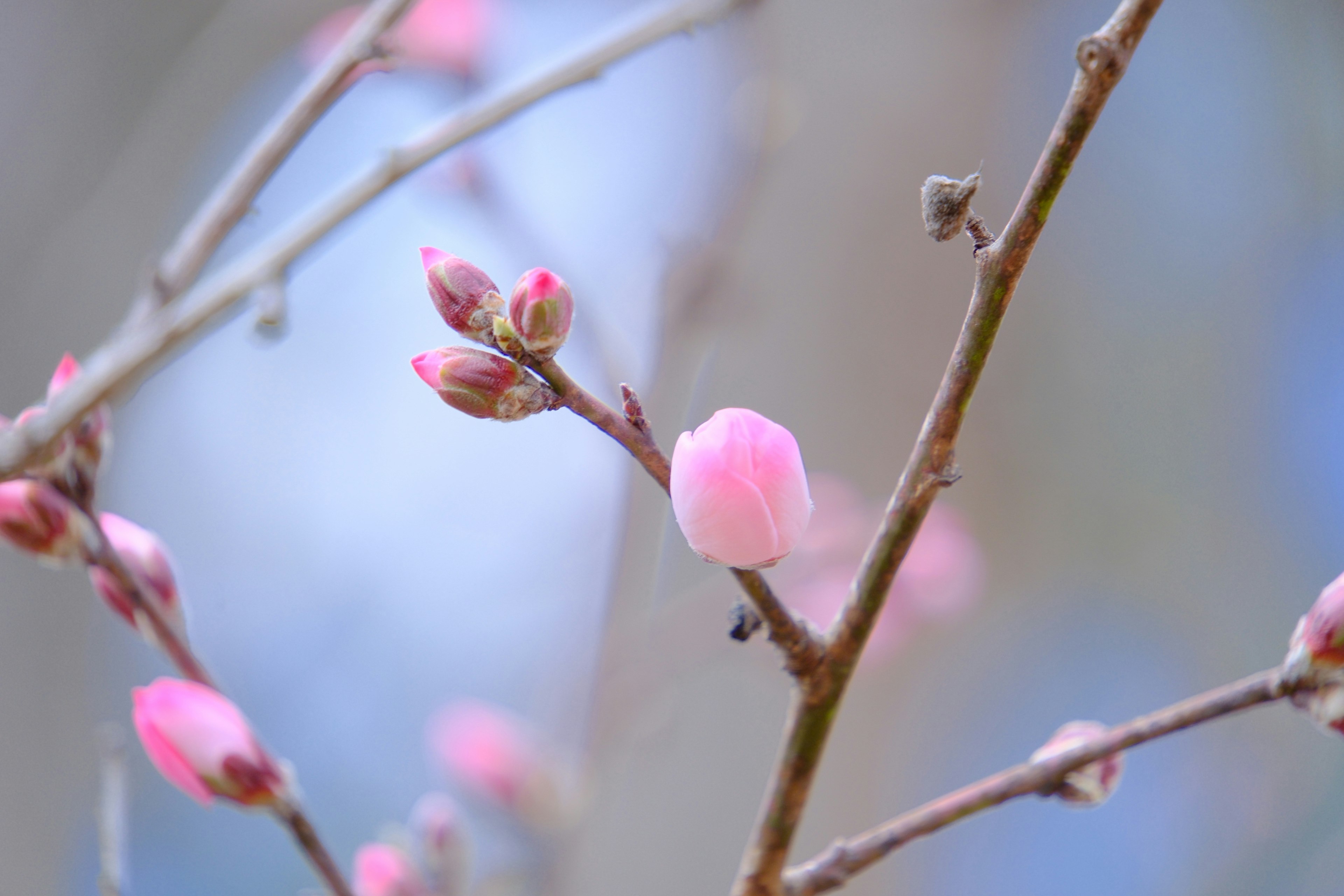 桃色の花が咲き始めた枝先のアップ