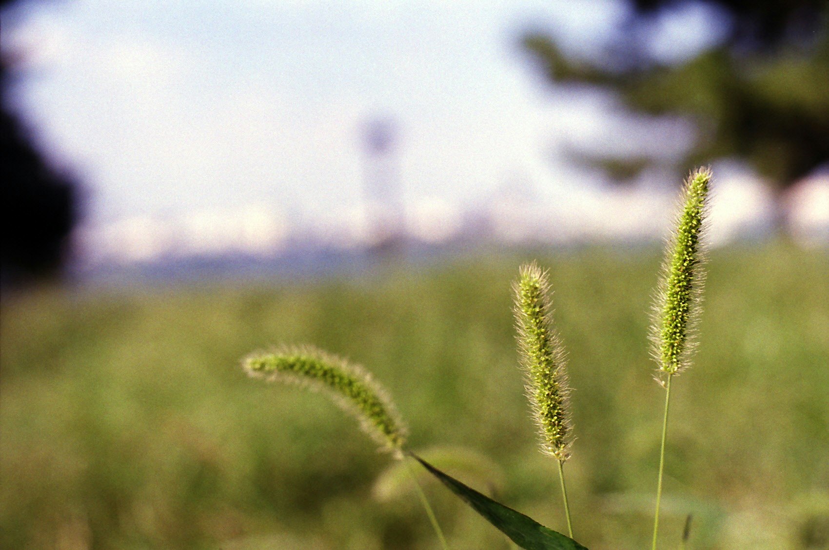 草むらの穂先と奥の風景（横浜）