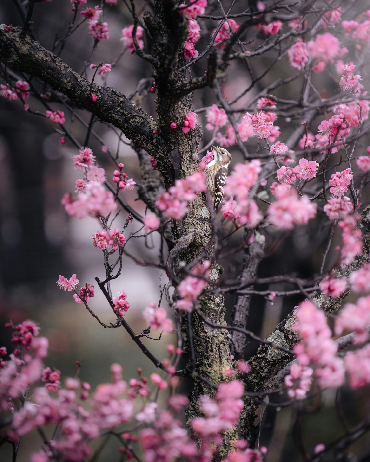 Nahaufnahme eines Kirschbaums mit lebhaften rosa Blüten