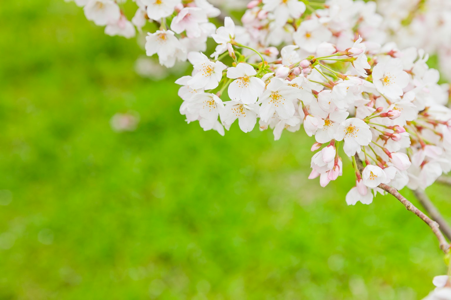 Weiße Kirschblüten, die vor einem grünen Hintergrund blühen