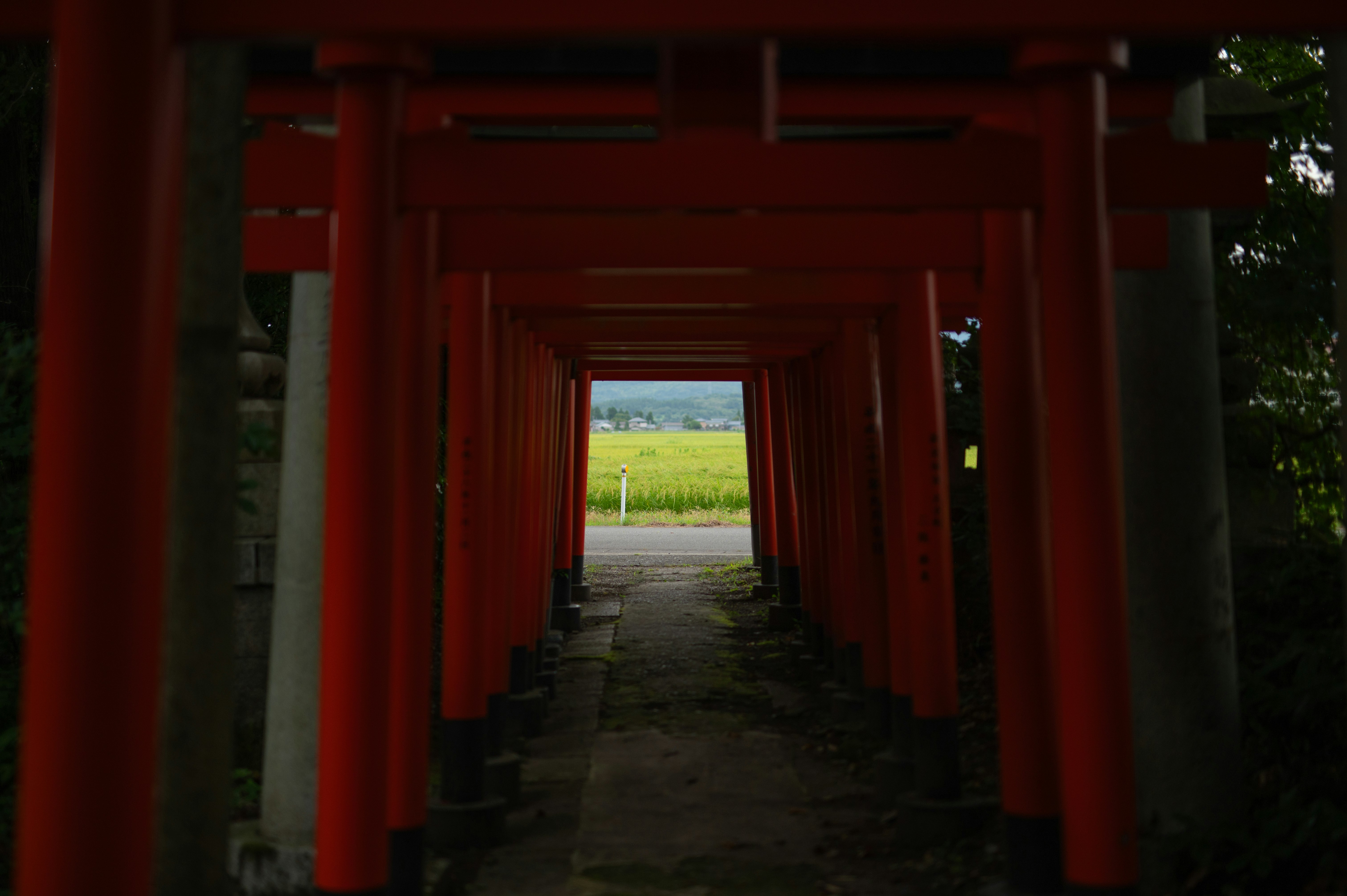 朱色の鳥居が続く参道の奥に田園が見える風景