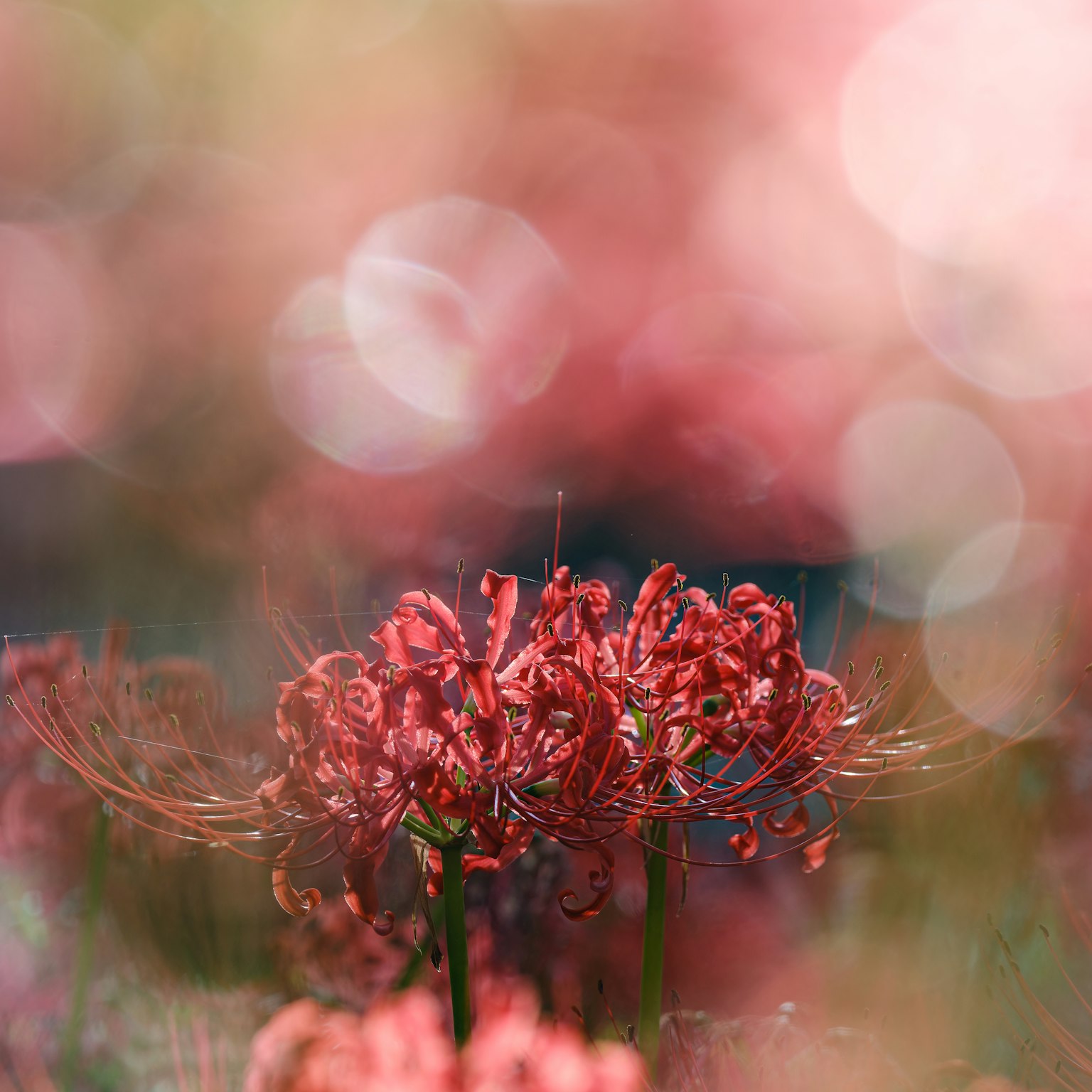 Vibrant red spider lilies blooming against a soft pink background