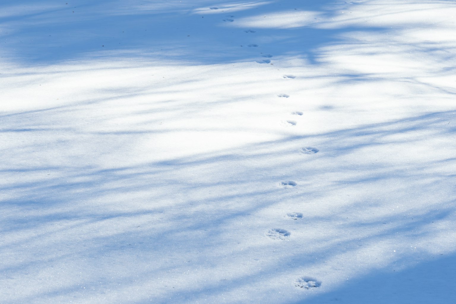 雪地上的动物足迹和蓝色阴影