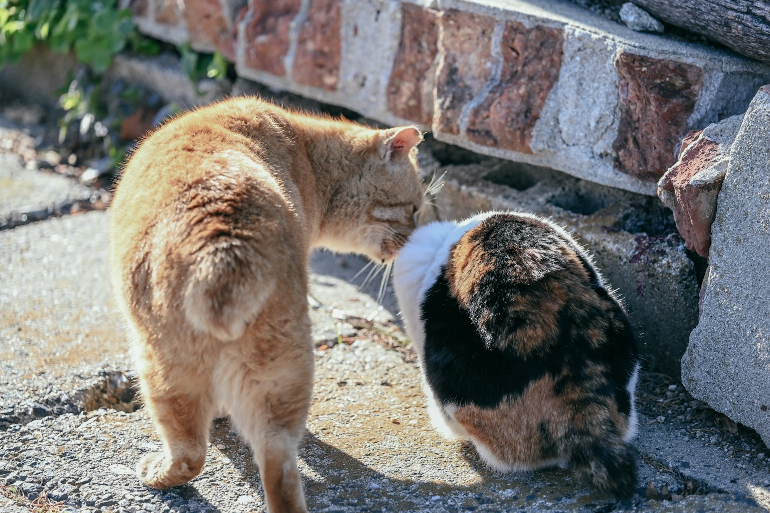 Dos gatos interactuando de manera juguetona un gato atigrado naranja y un gato blanco y negro frente a una pared de piedra