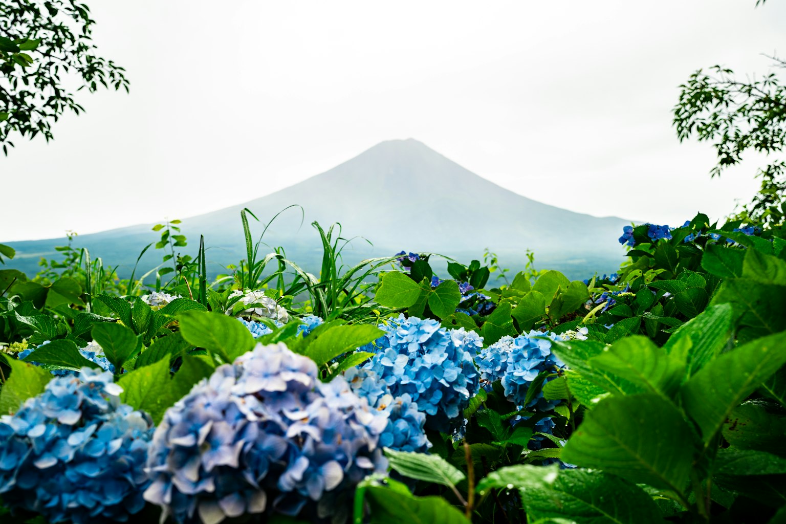 Ortensie blu con montagna sullo sfondo