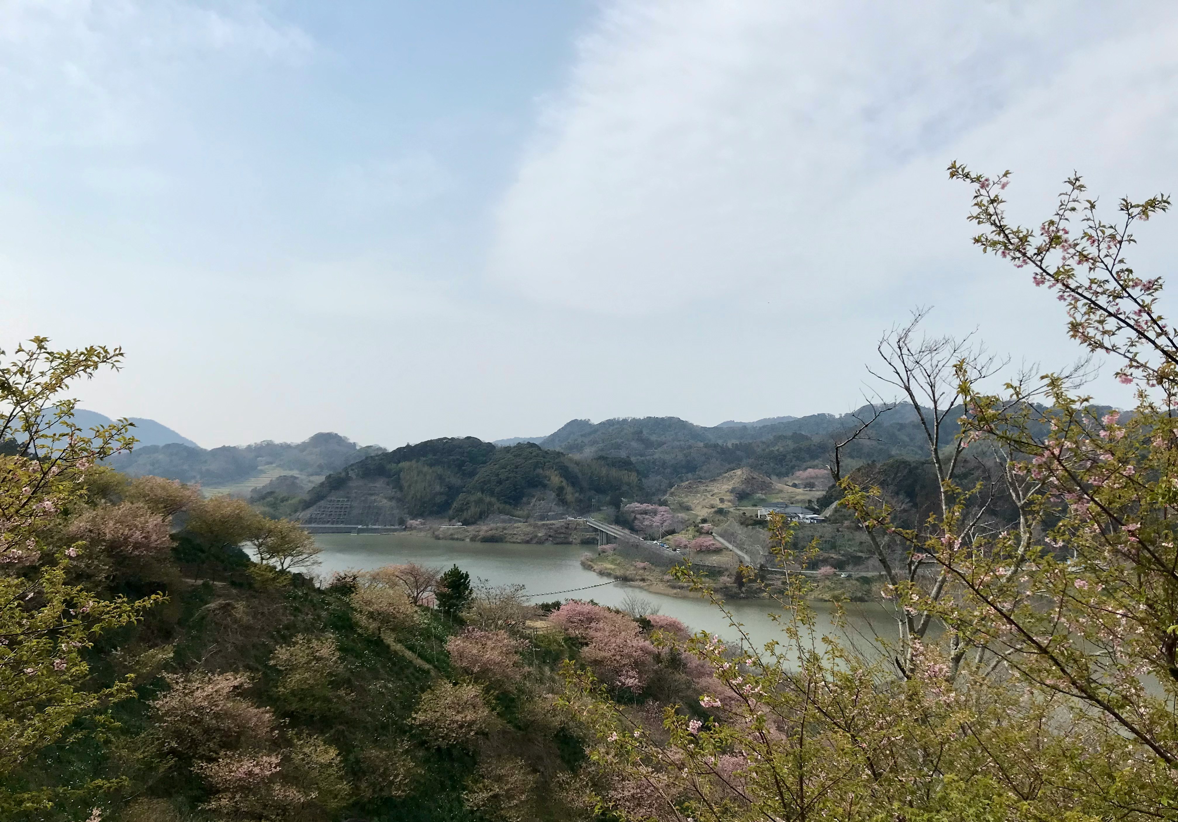 佐久間ダム湖親水公園の桜が咲き始めた池と川の景色