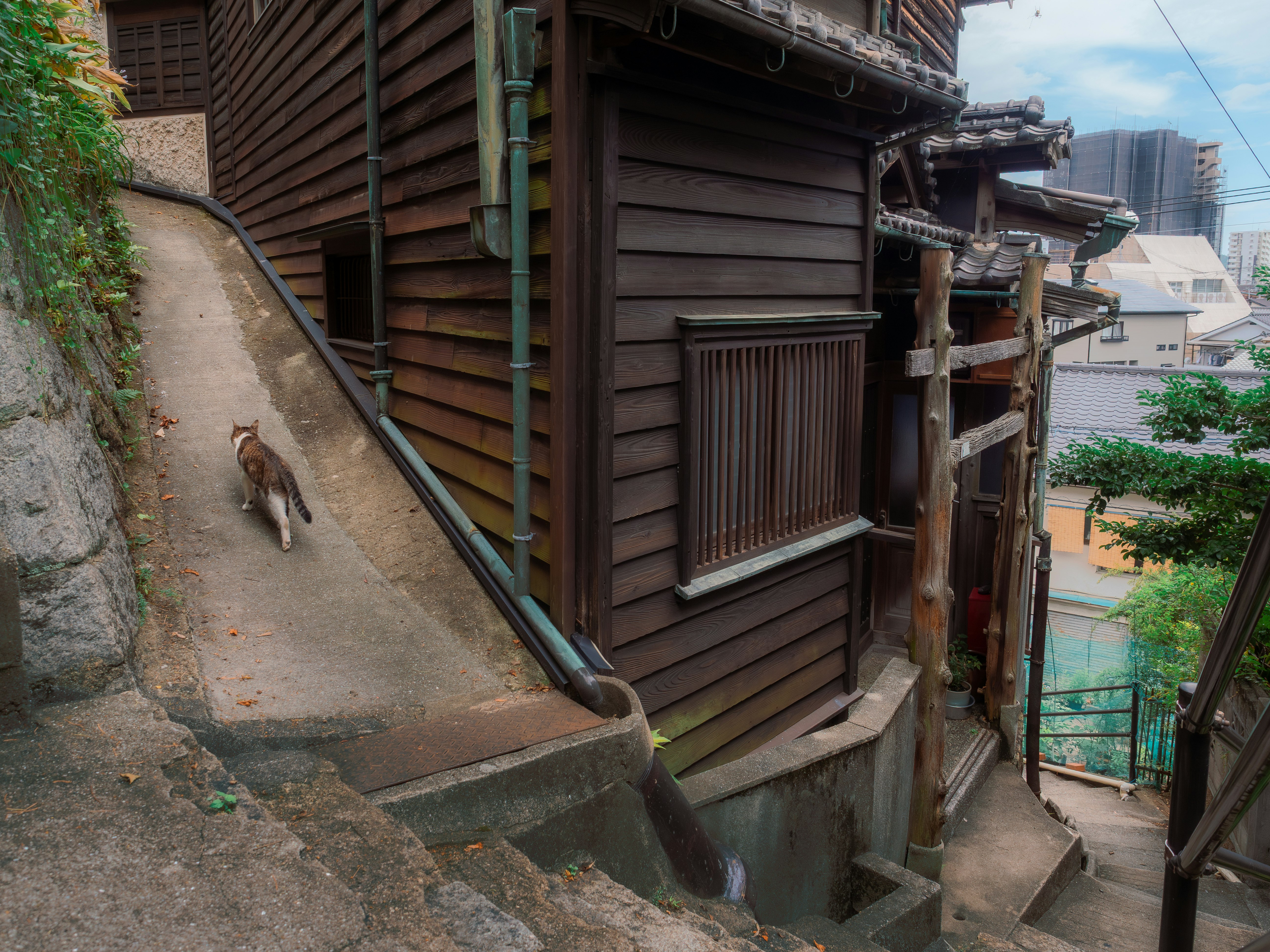 広島県尾道の路地で坂道を登る猫の思い出の情景