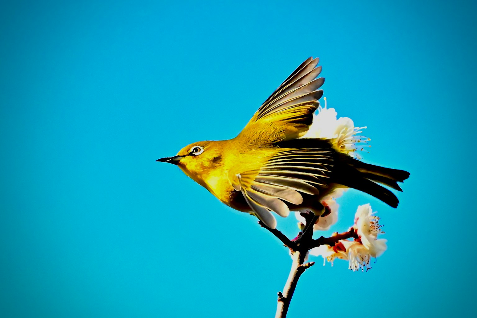 Un uccello giallo che apre le ali su un ramo fiorito contro un cielo blu